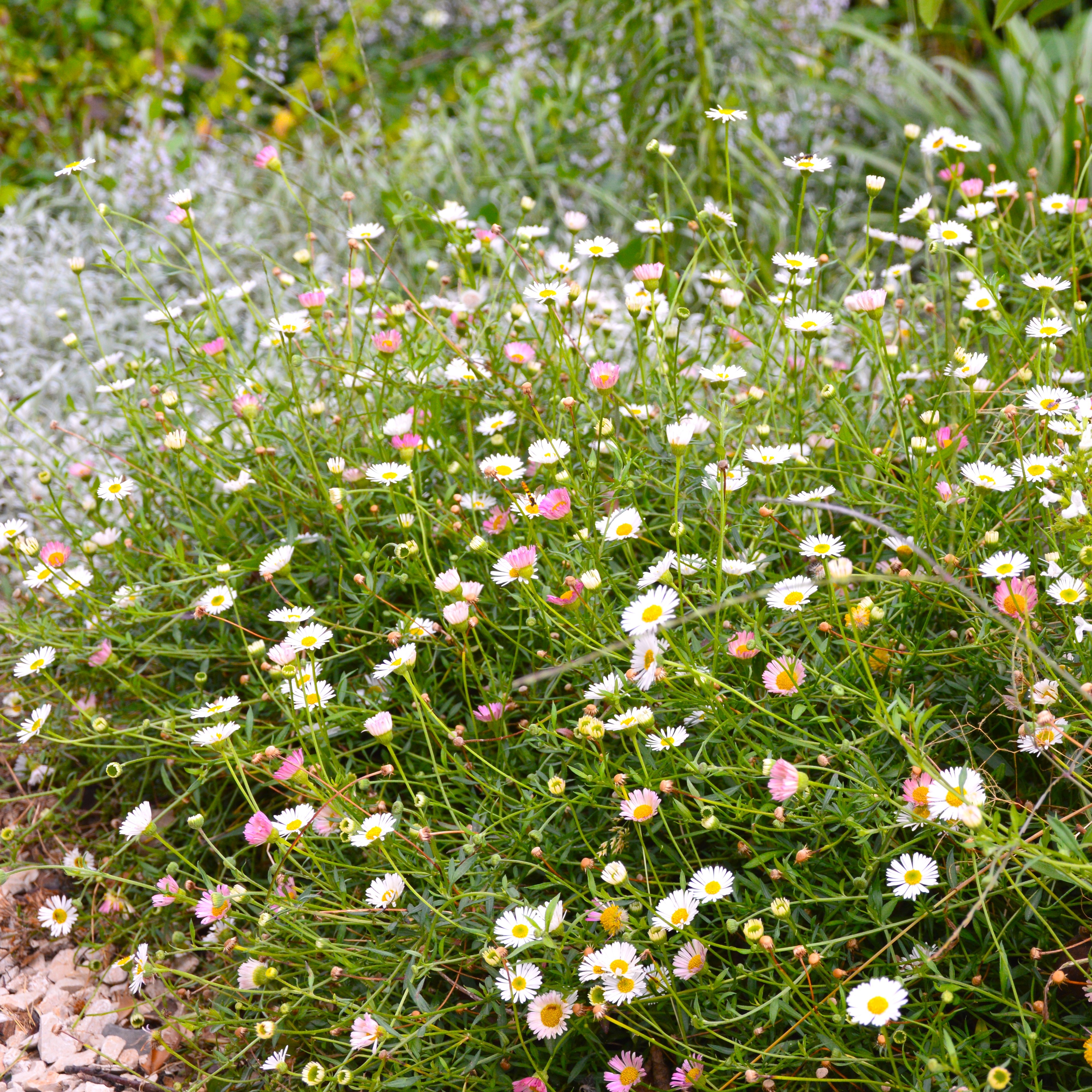 Erigeron karvinskianus 1L