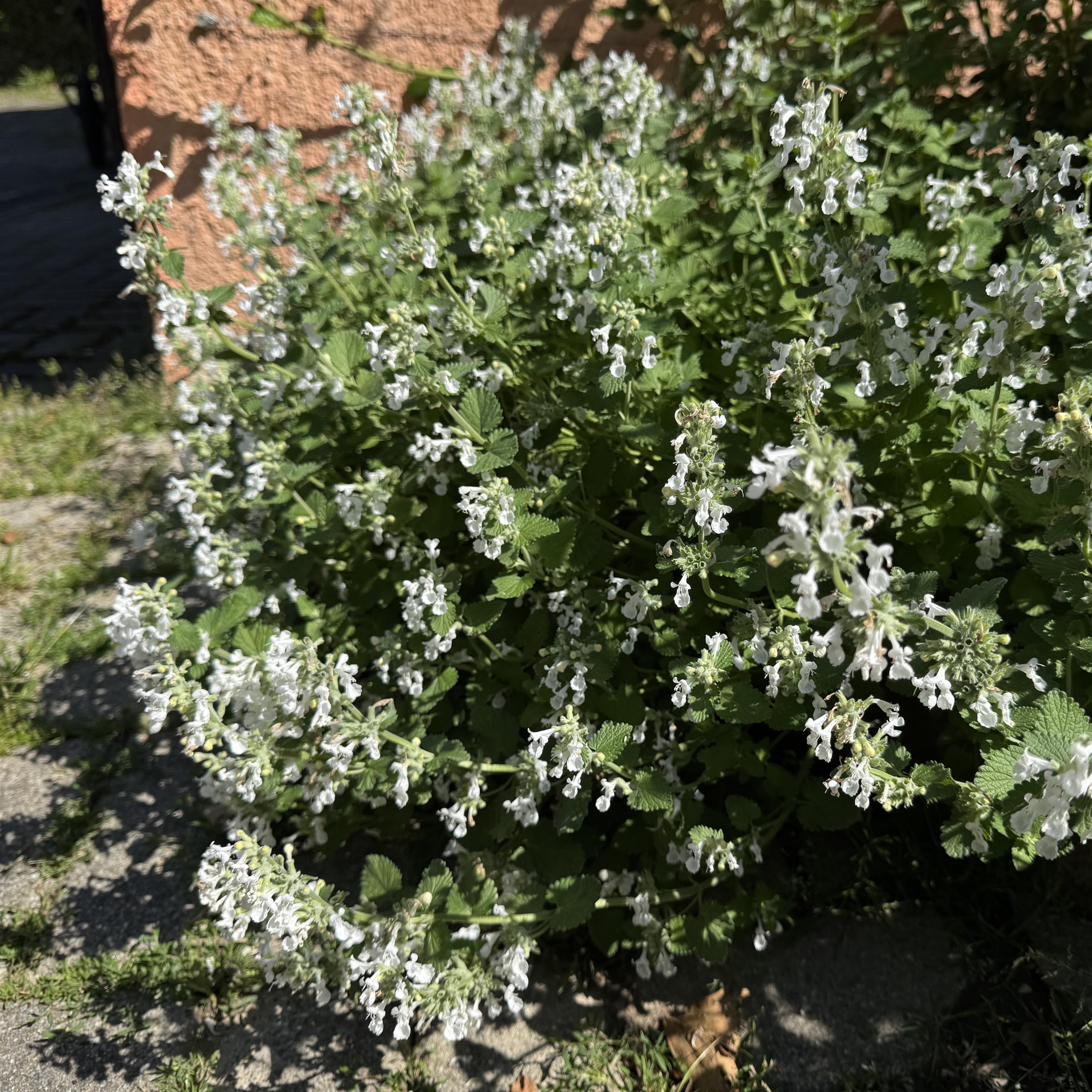 Calamintha nepeta 'Marvelette White' 1L