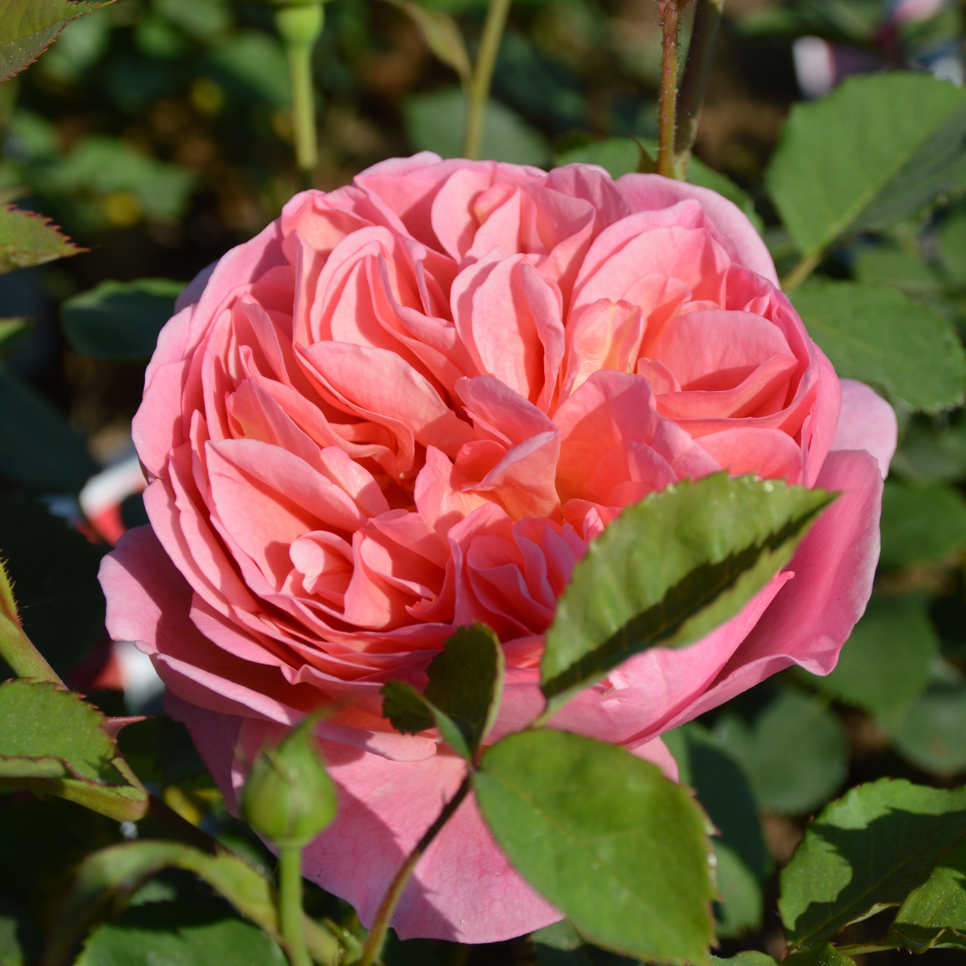 Boscobel