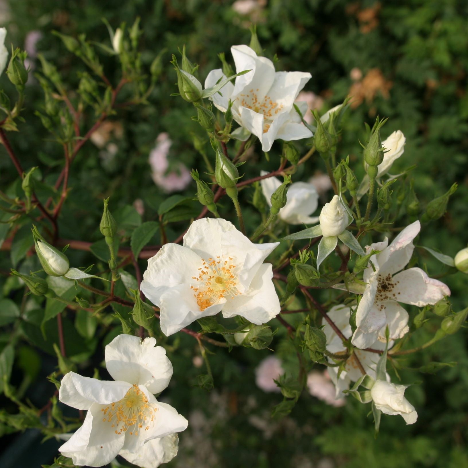 Clematis Rose
