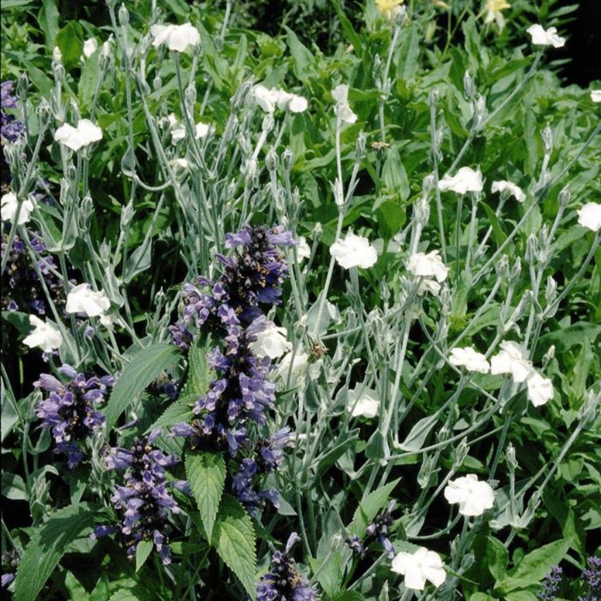 Lychnis coronaria 'Alba' 1L