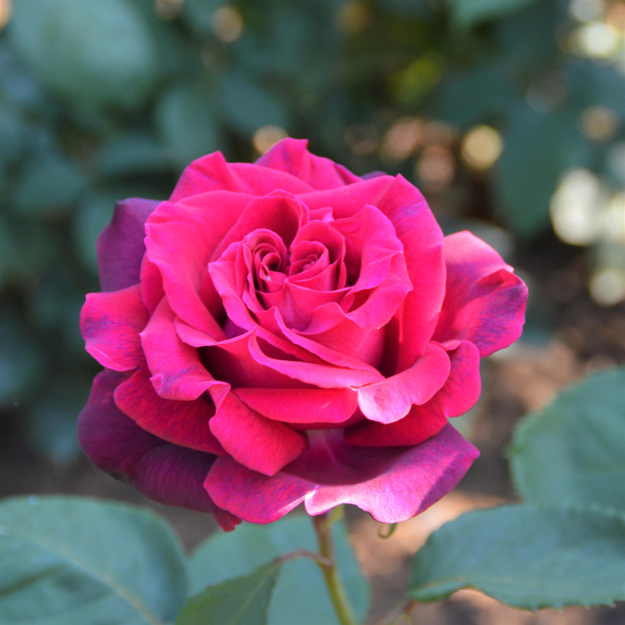 Gräfin Diana - Stammrose 90 cm