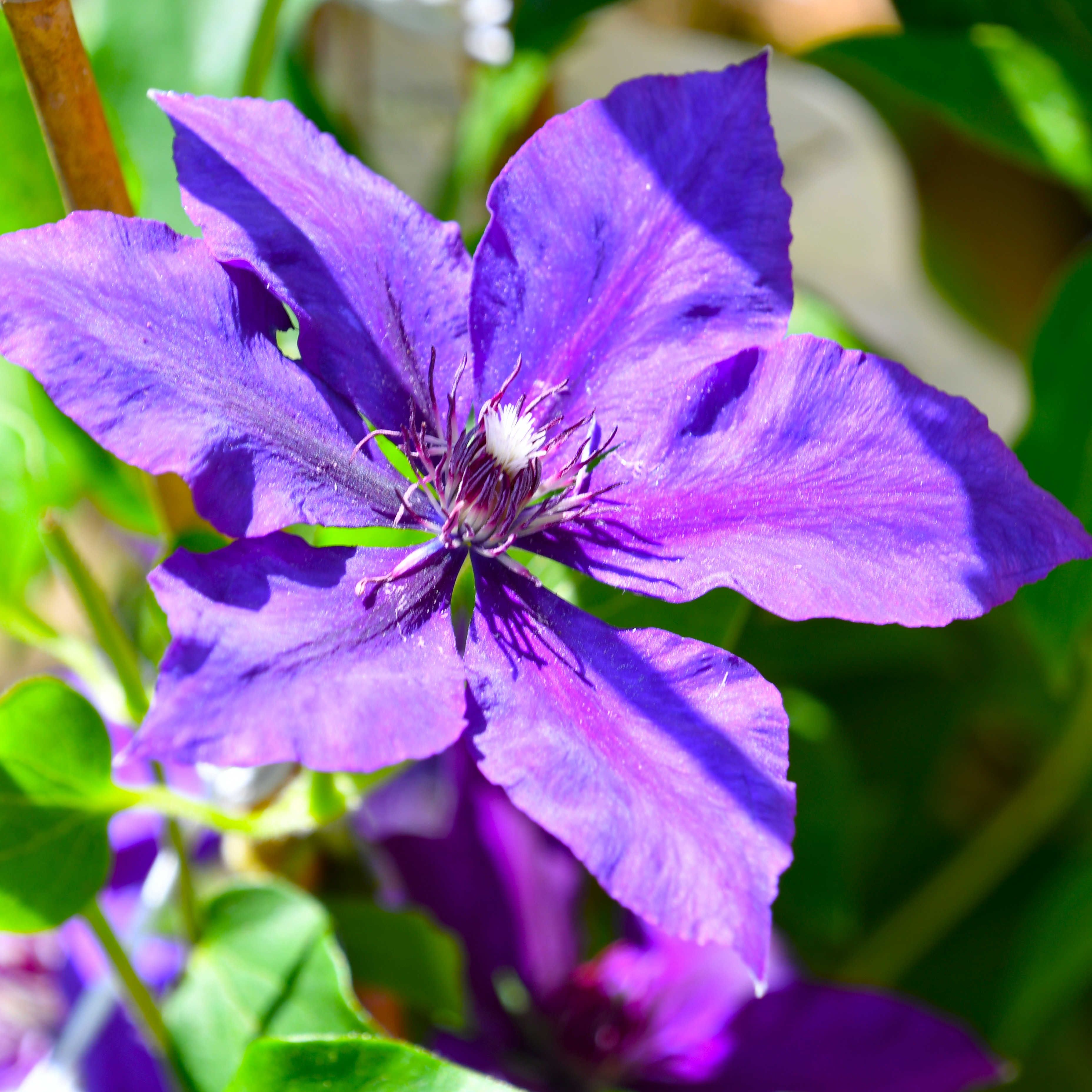 Clematis hybride Burma Star