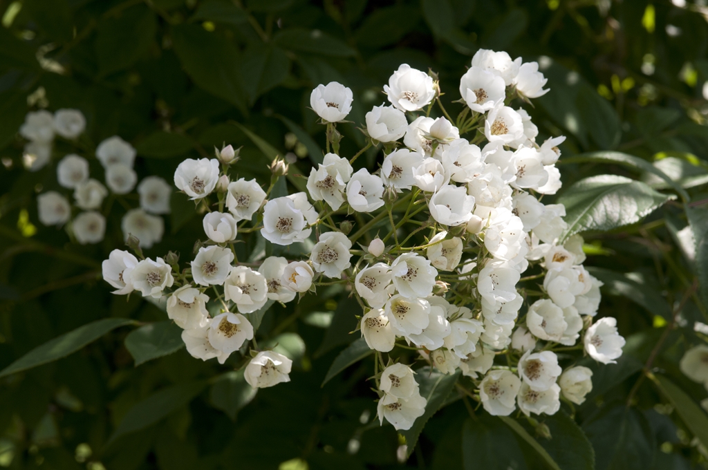 Ettenbühler Glöckchen