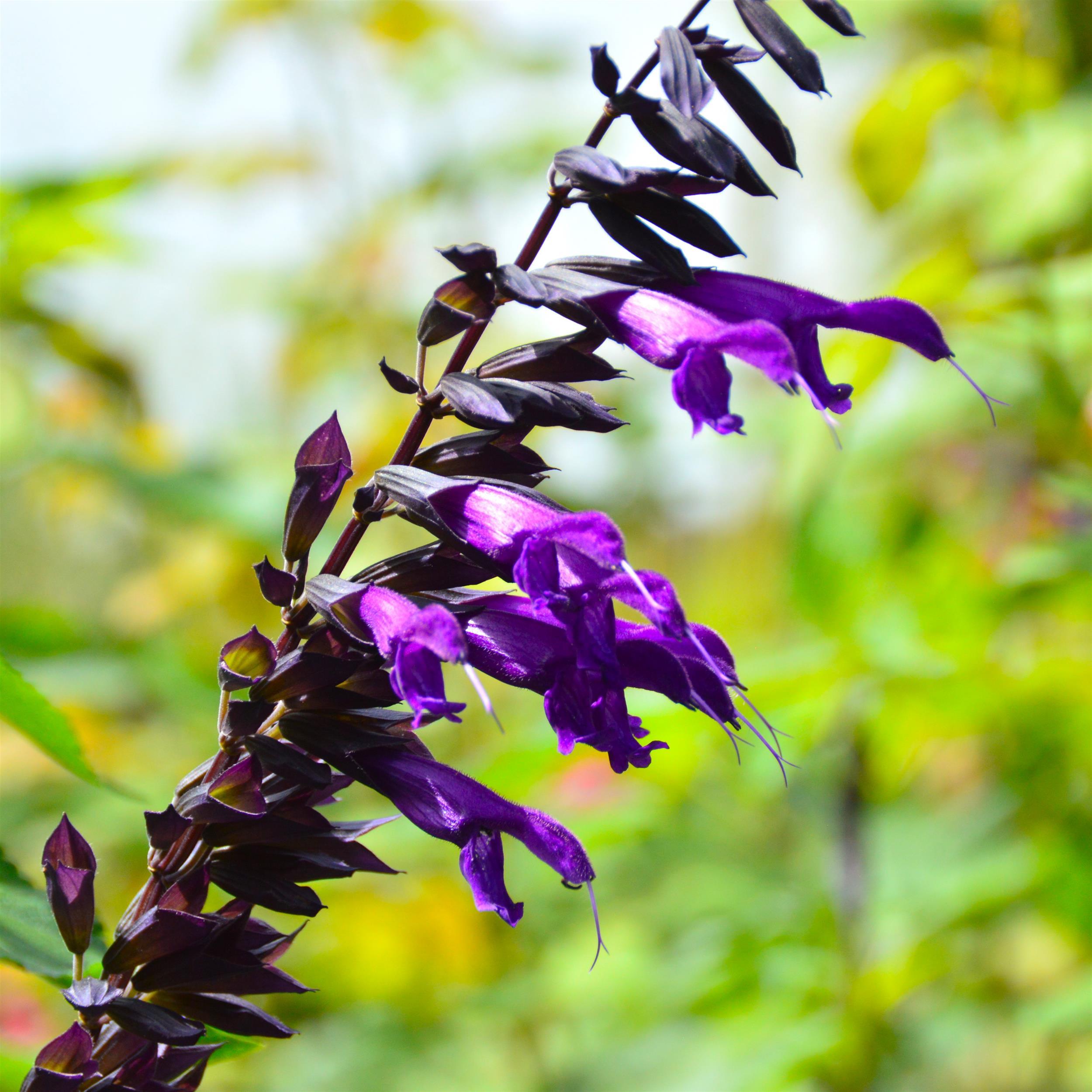 Salvia Amistad 3L