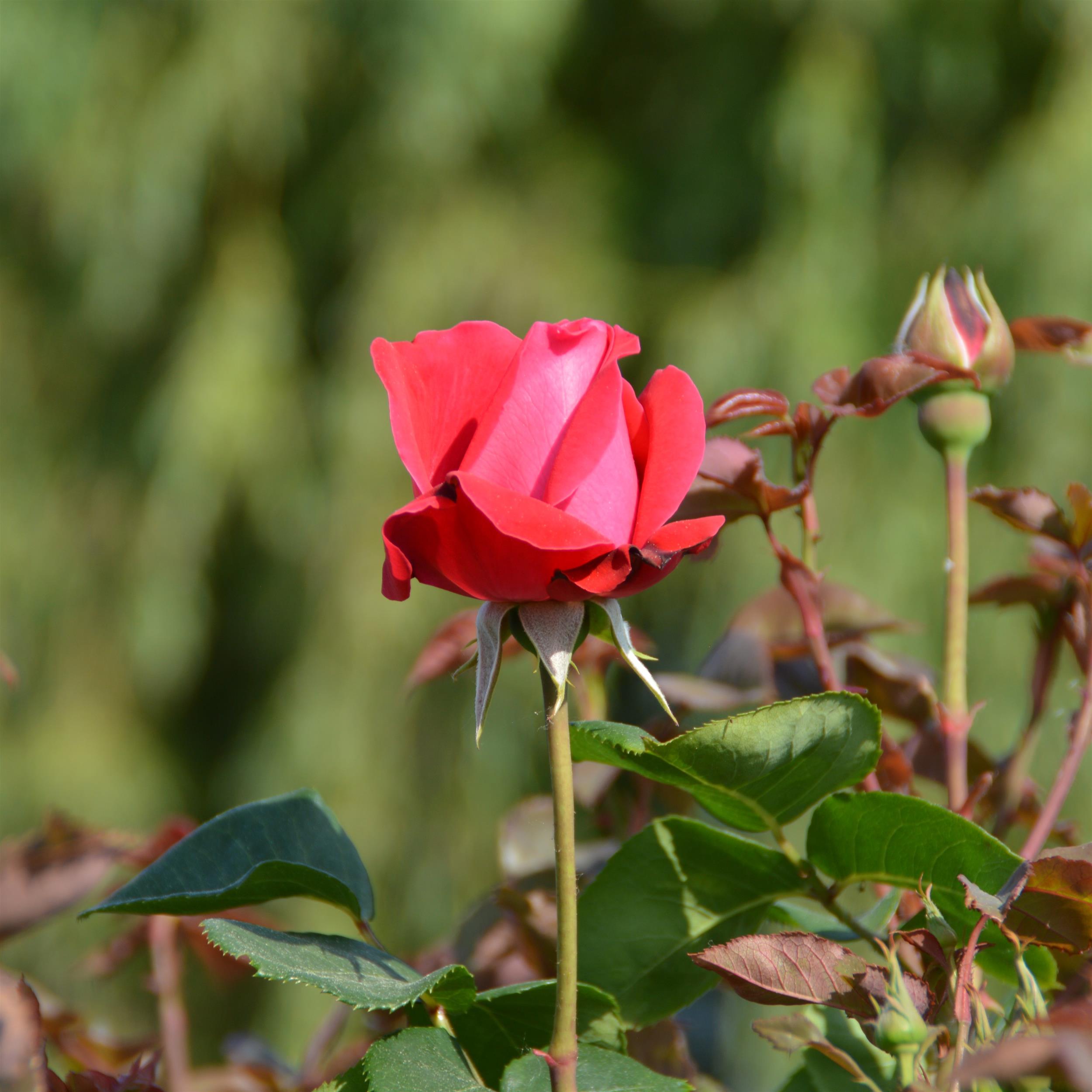 Rouge Meilove - Stammrose 60 cm