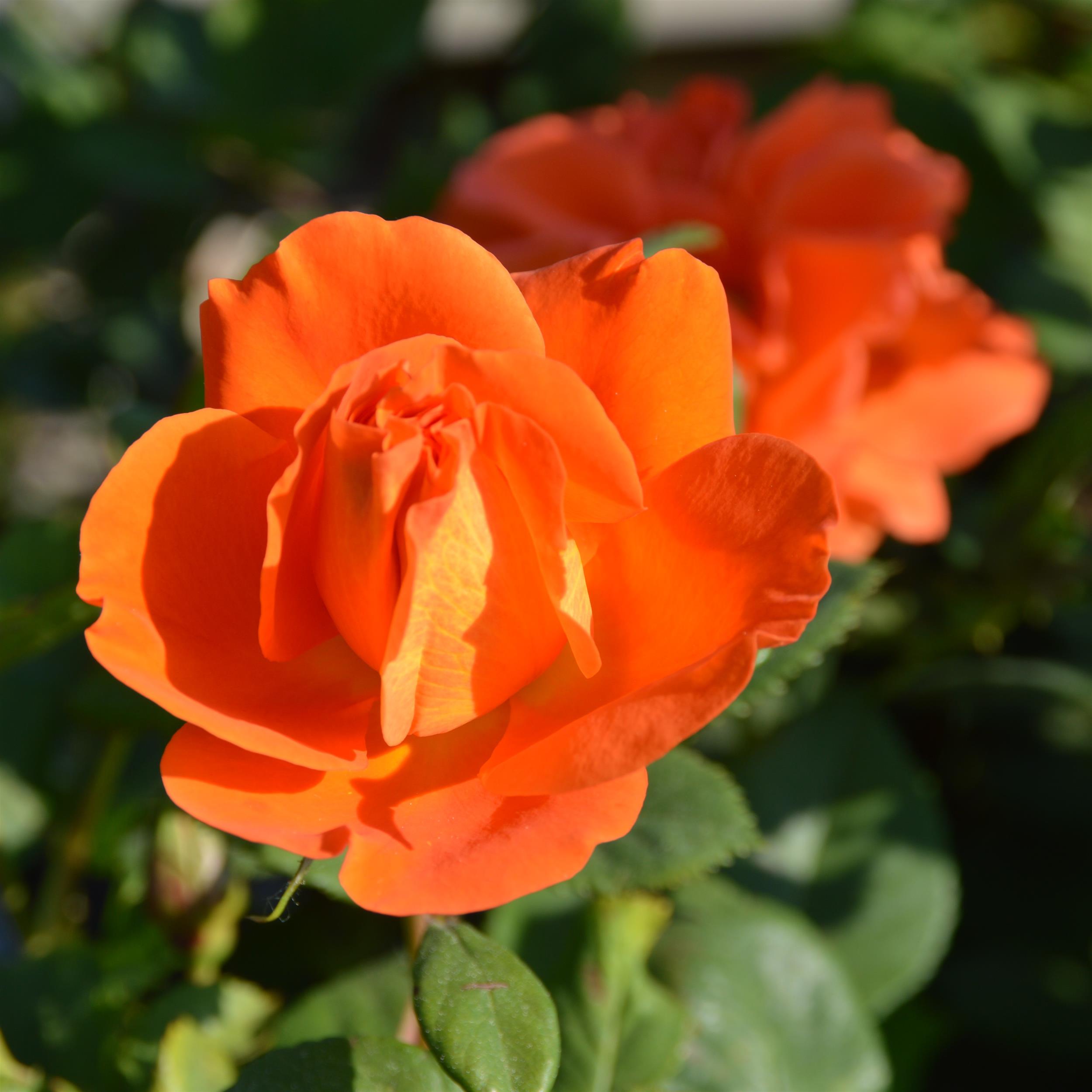 Orange Dawn