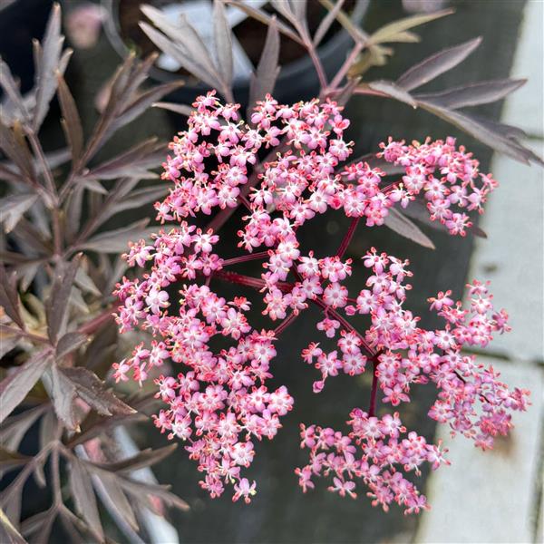 Sambucus nigra 'Black Lace' C5