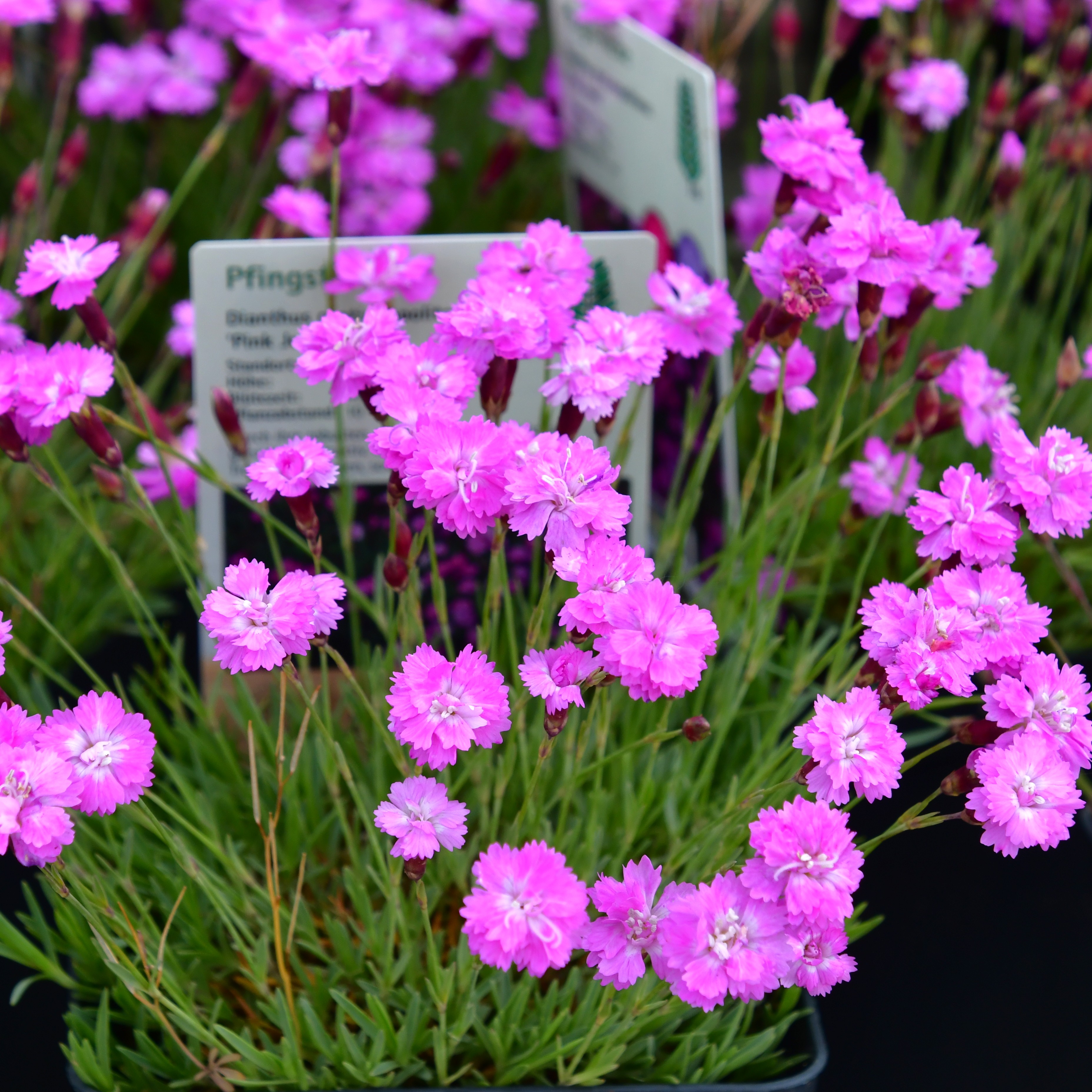 Dianthus Grat.-Hybr. ´Pink Jewel` 1L