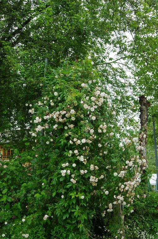 Felicite et Perpetue