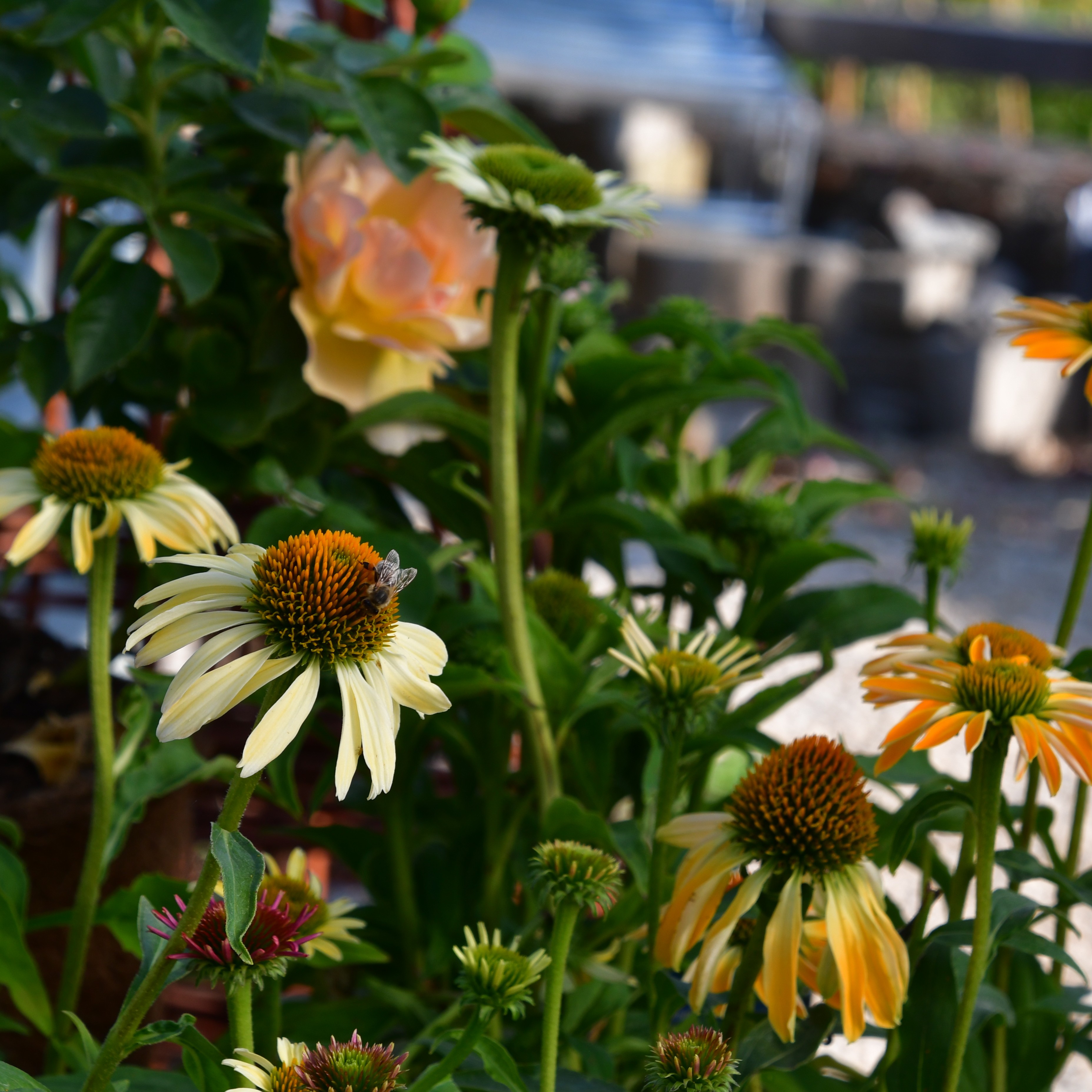 Echinacea purp. 'Skipper Gold' 1L