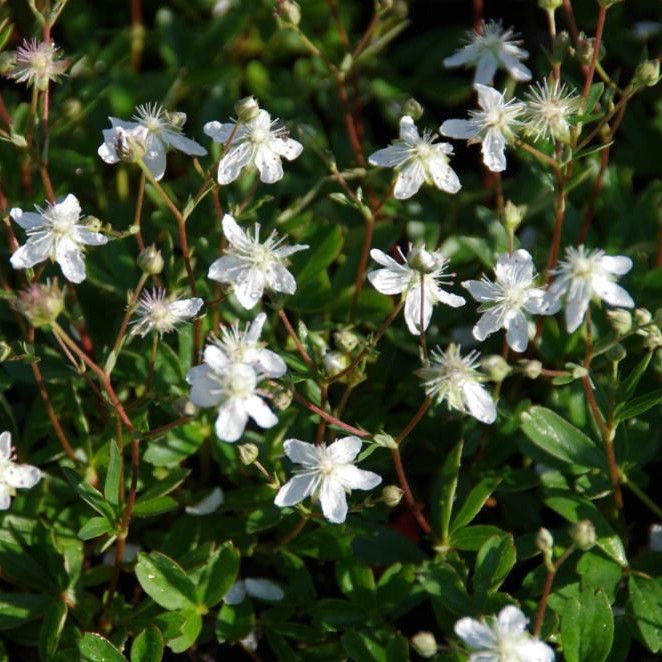 Potentilla tridentata 'Nuuk'