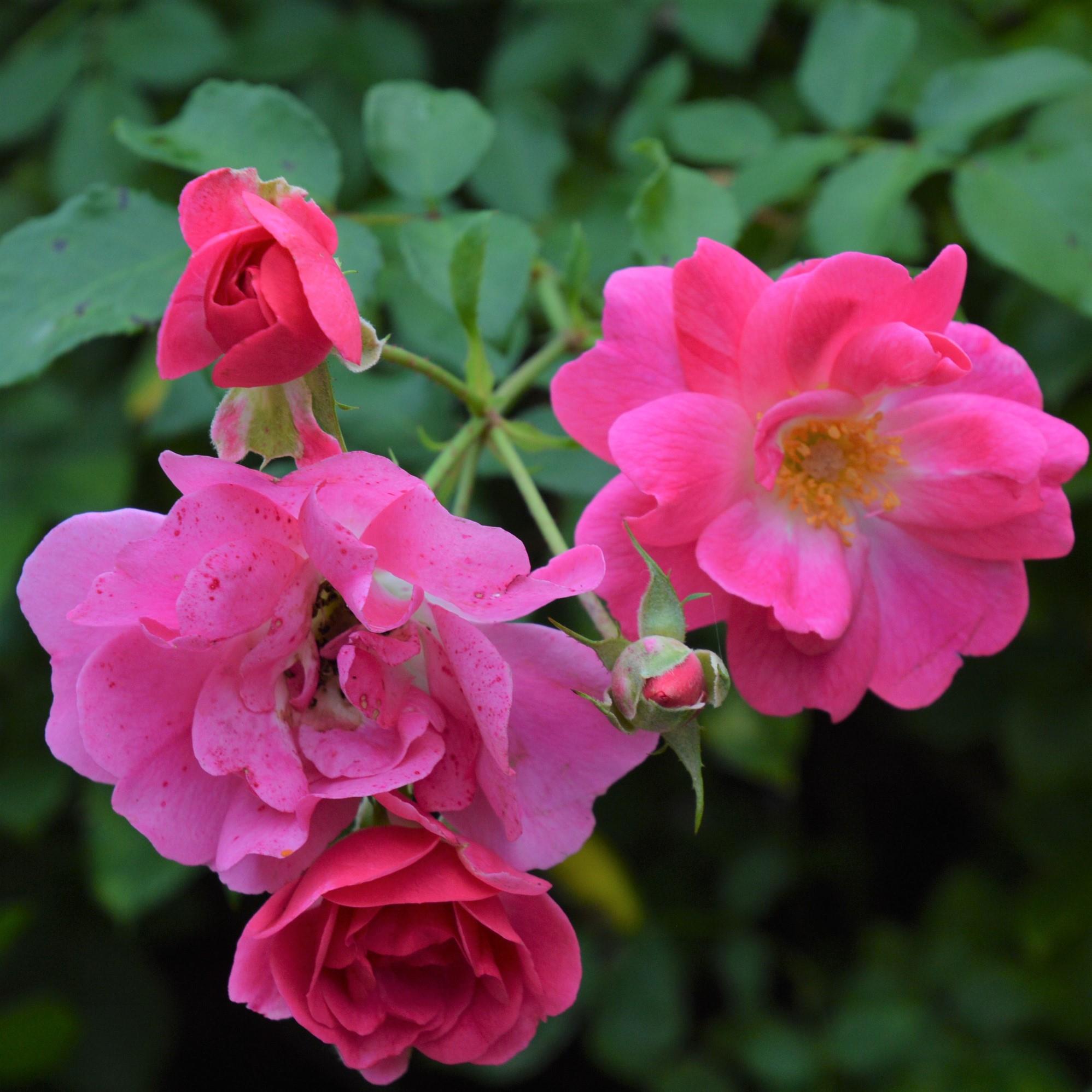 Bad Wörishofen 2005 / Pink Emely