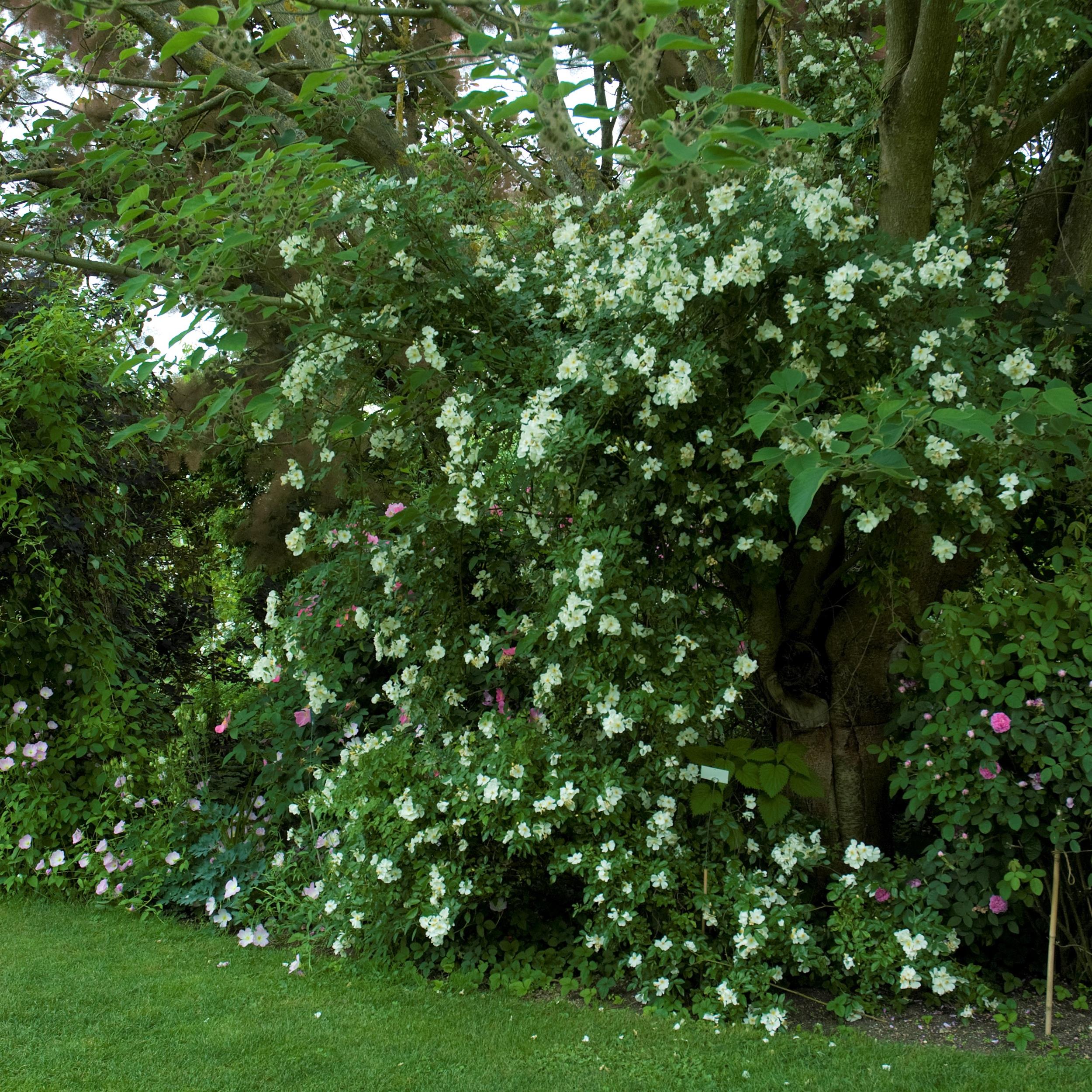 5 x White Wedding im Bio-Container - Hohe Rosenhecke