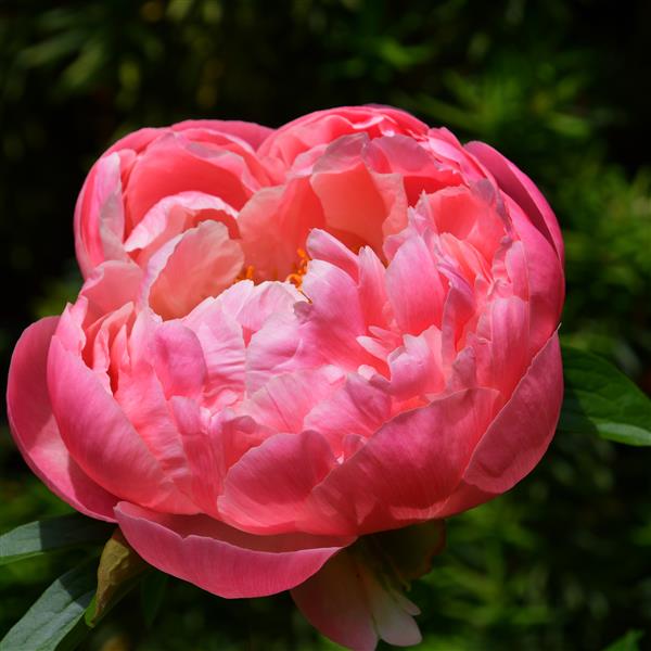 Paeonia lactiflora Coral Sunset C2