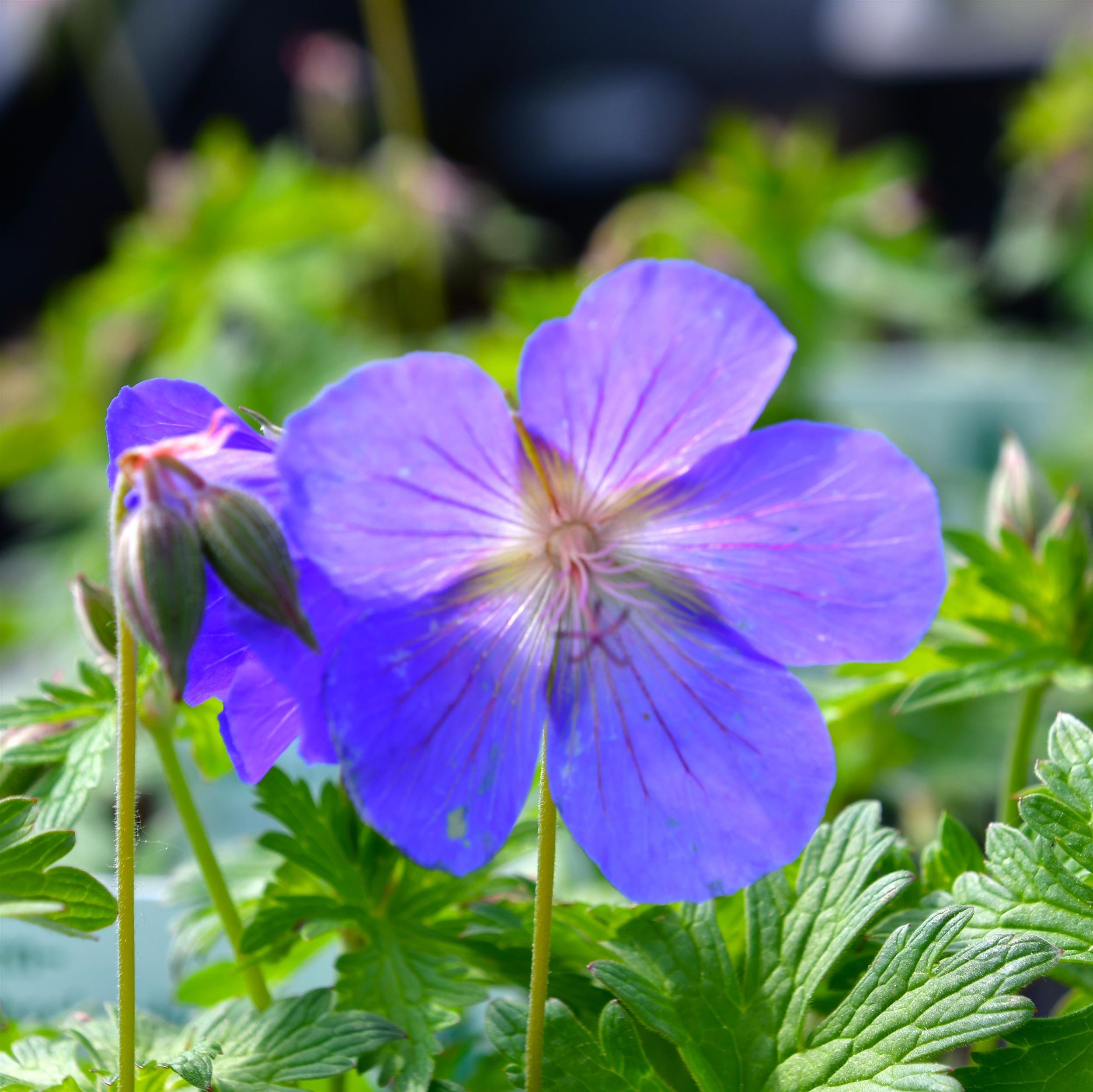 Geranium Pratense-Hybride 'Johnsons Blue' 1L
