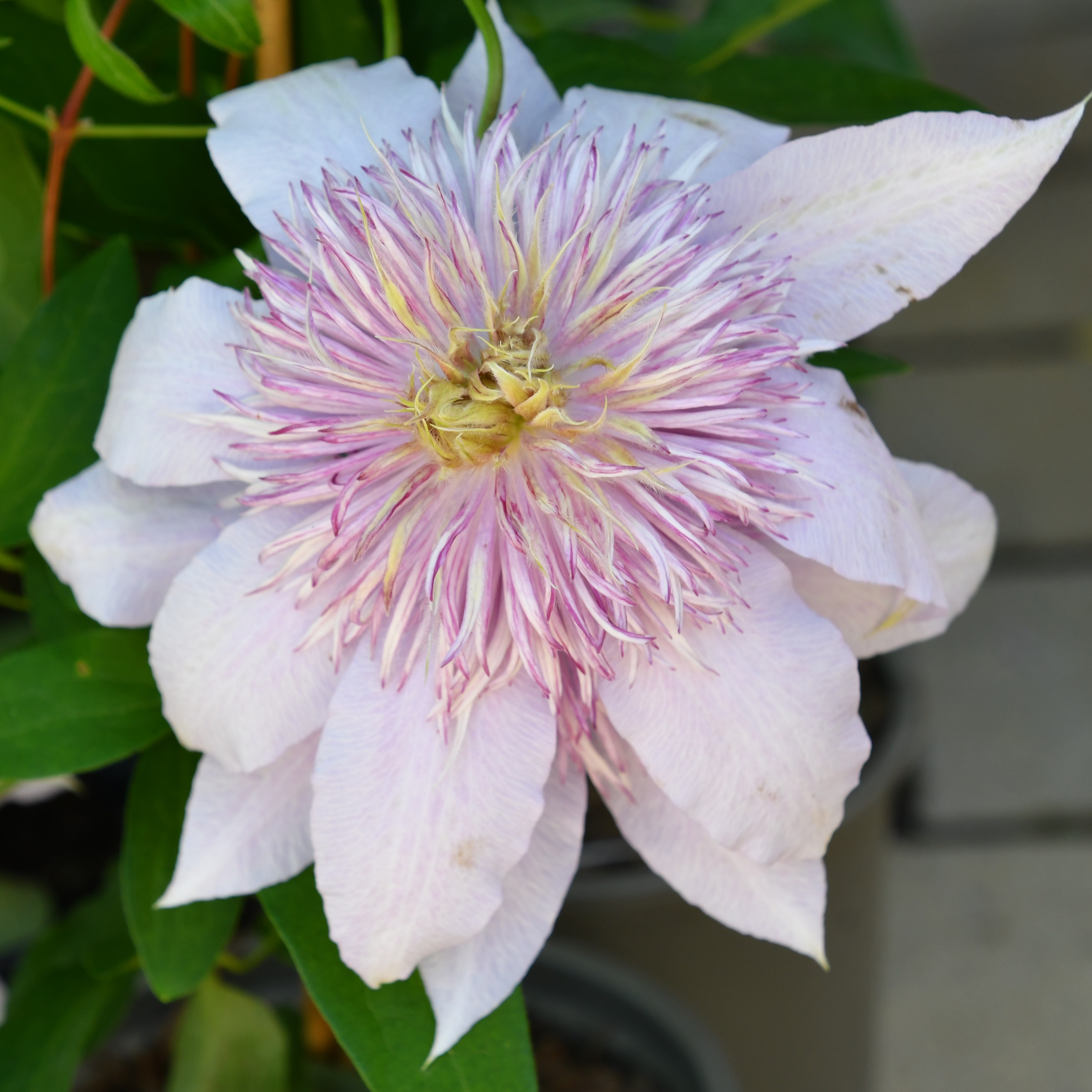 Clematis hyb. Moonglow