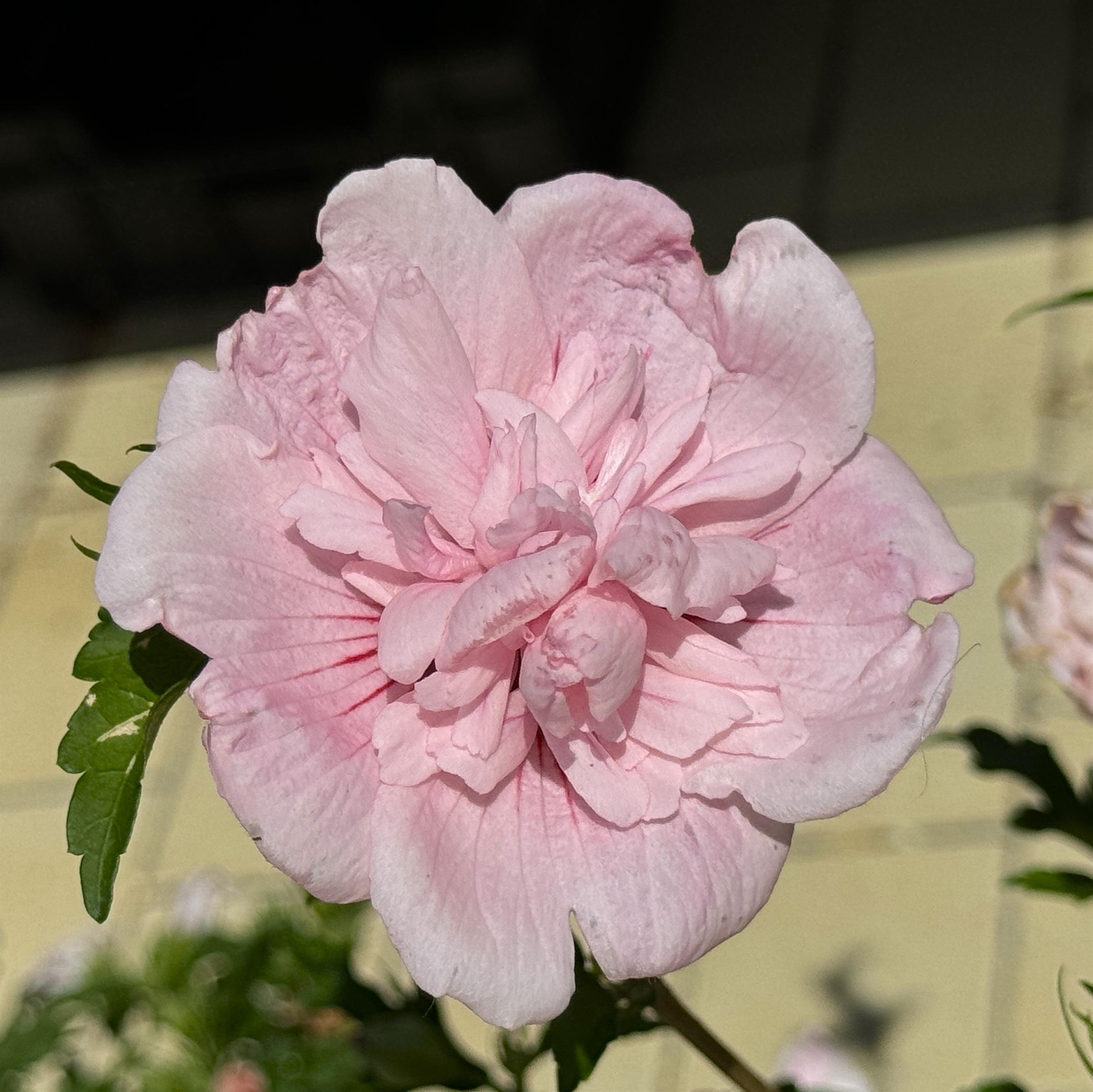 Hibiscus syriacus 'Pink Chiffon'
