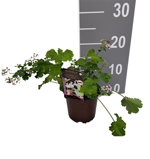 Pelargonium odoratissimum - Duftgeranie Apfelduft 1L