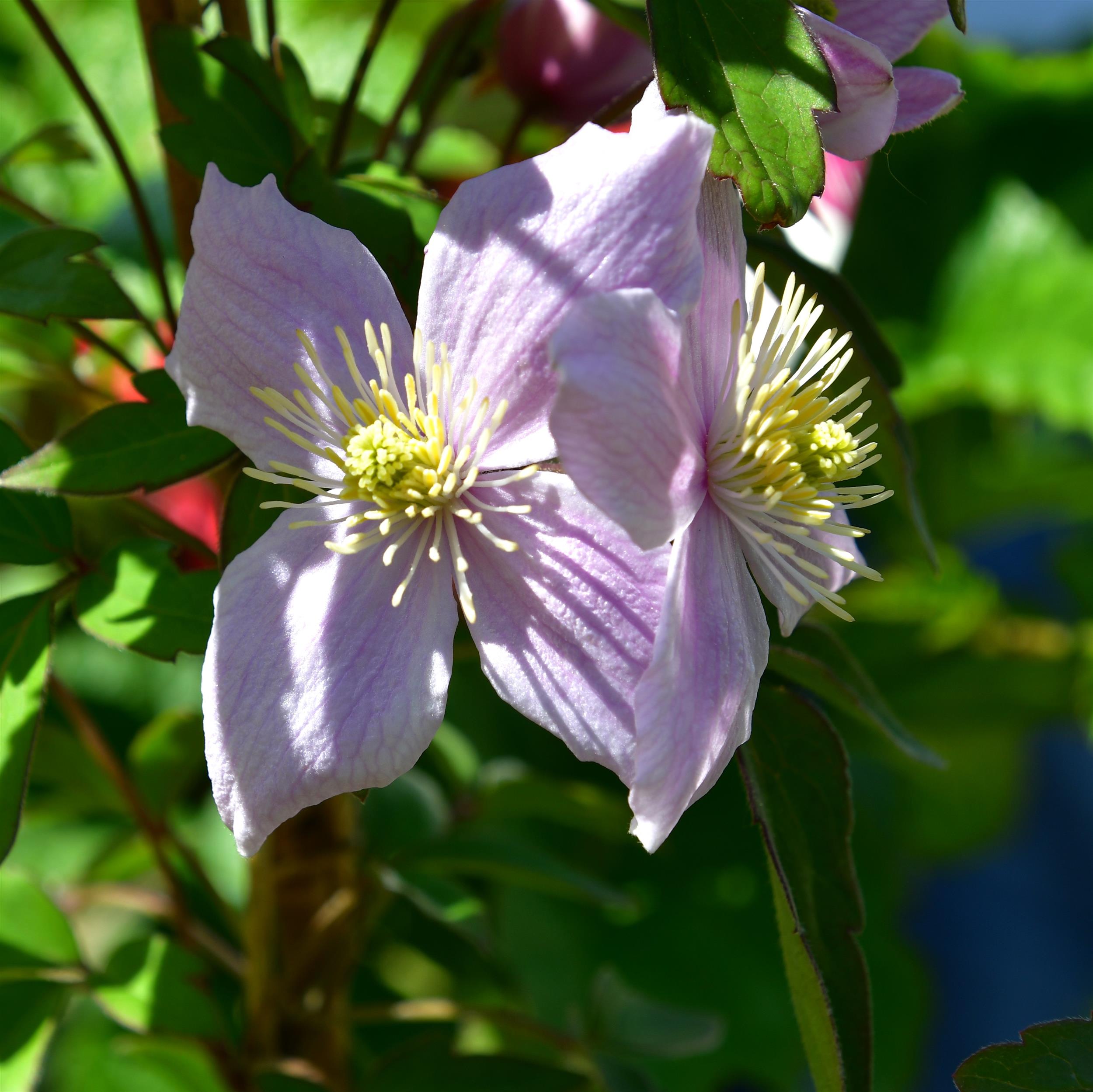 Clematis montana 'Odorata'