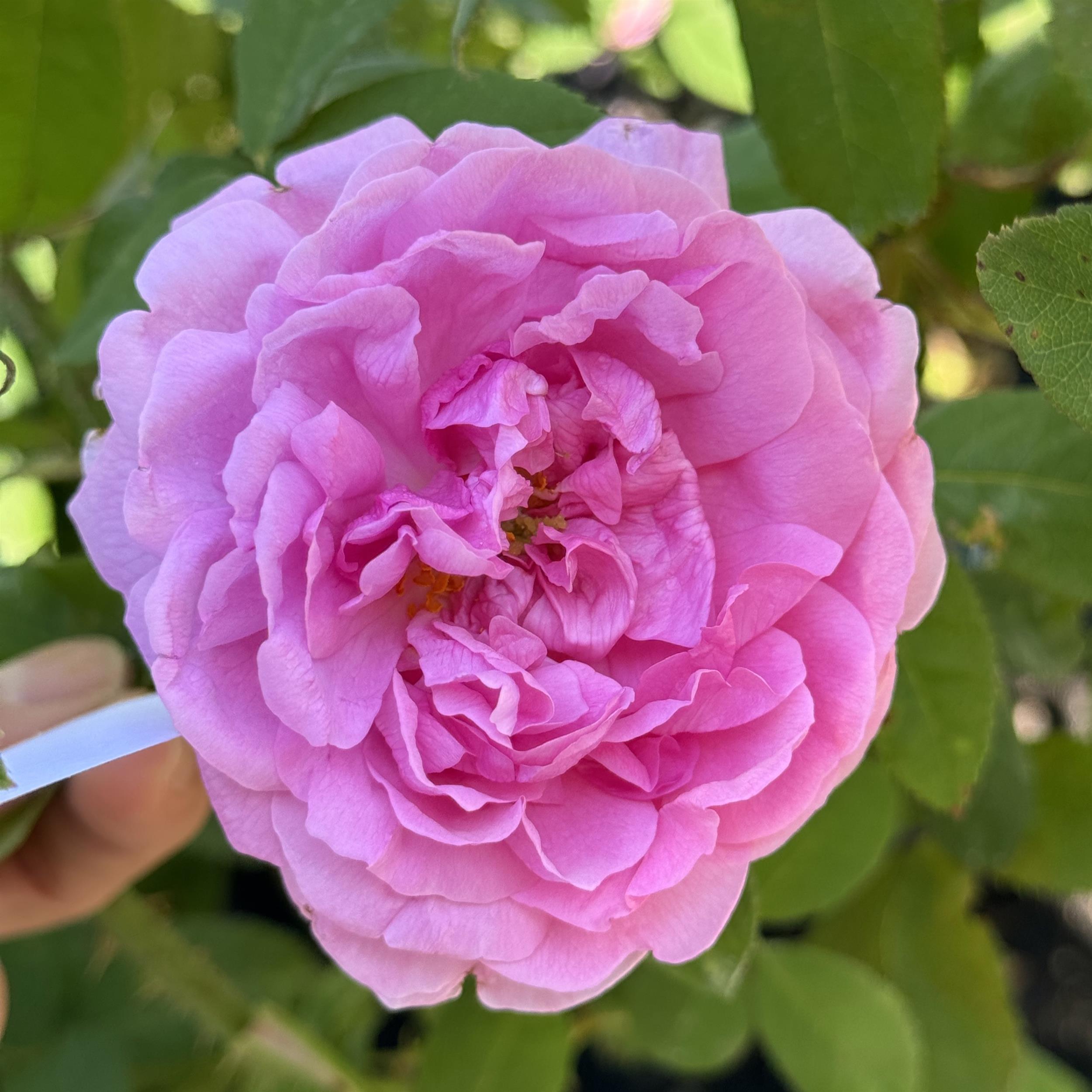 Comte de Chambord