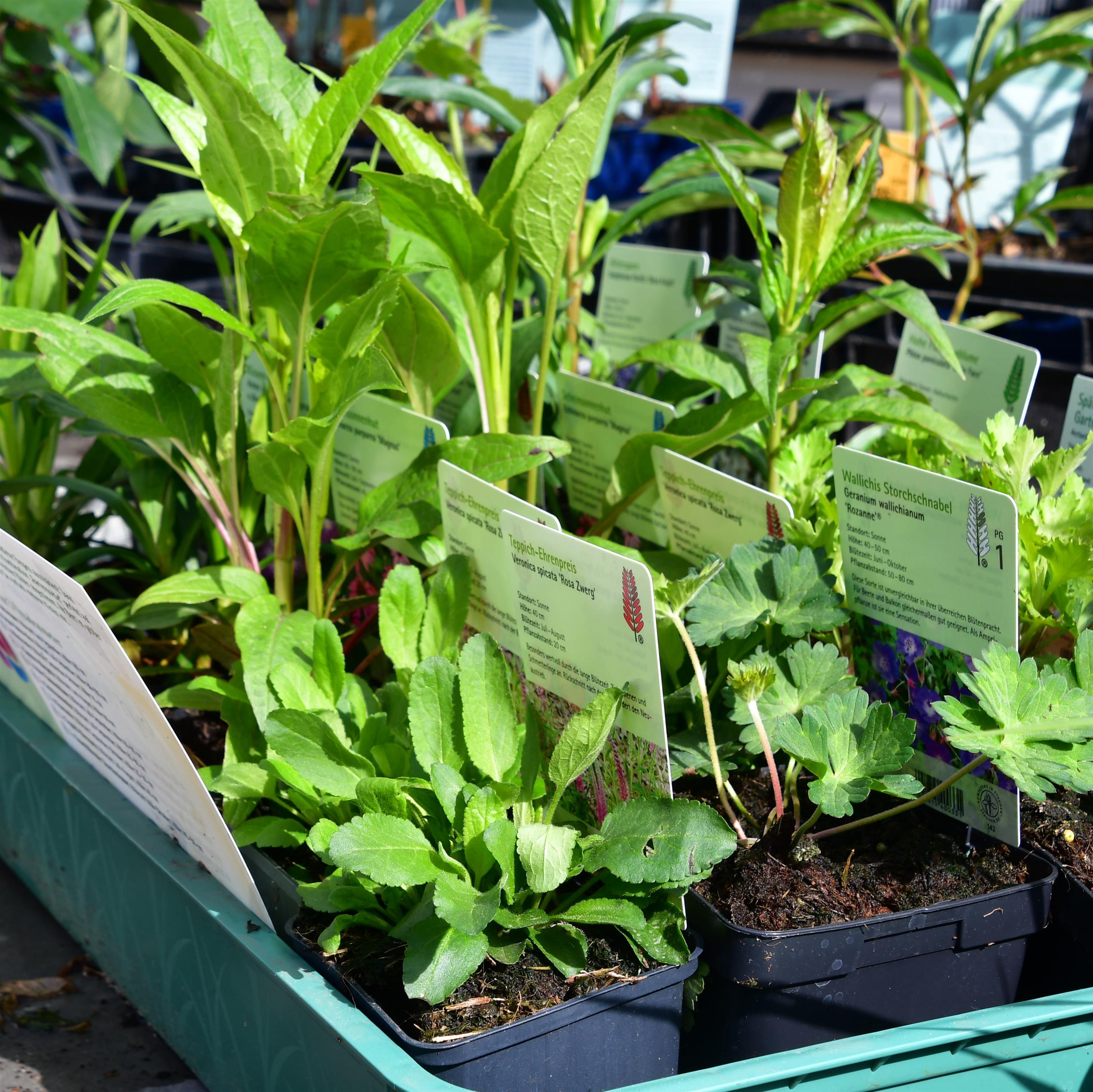 Beet aus der Kiste 'Gartenpoesie'