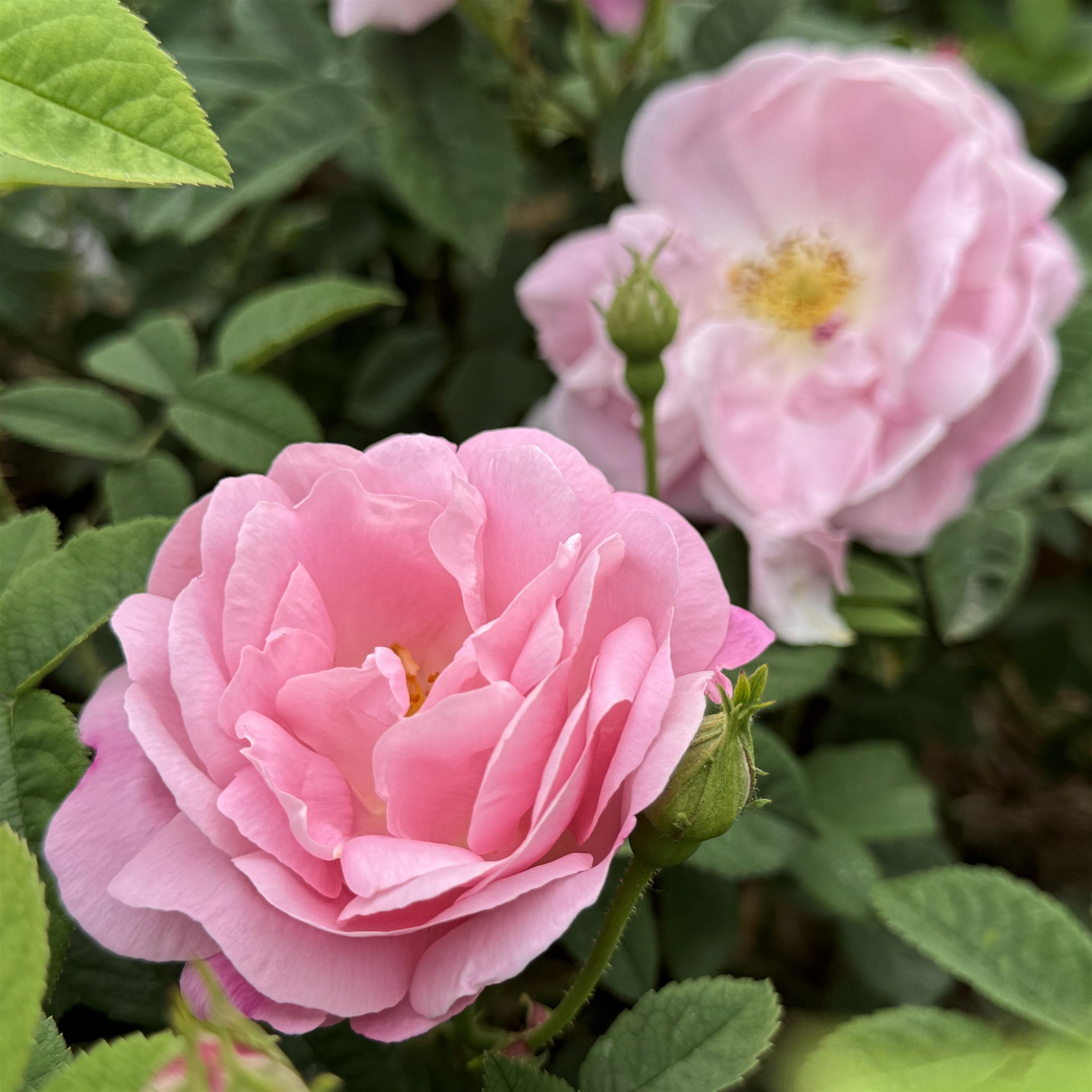 Belle Amour