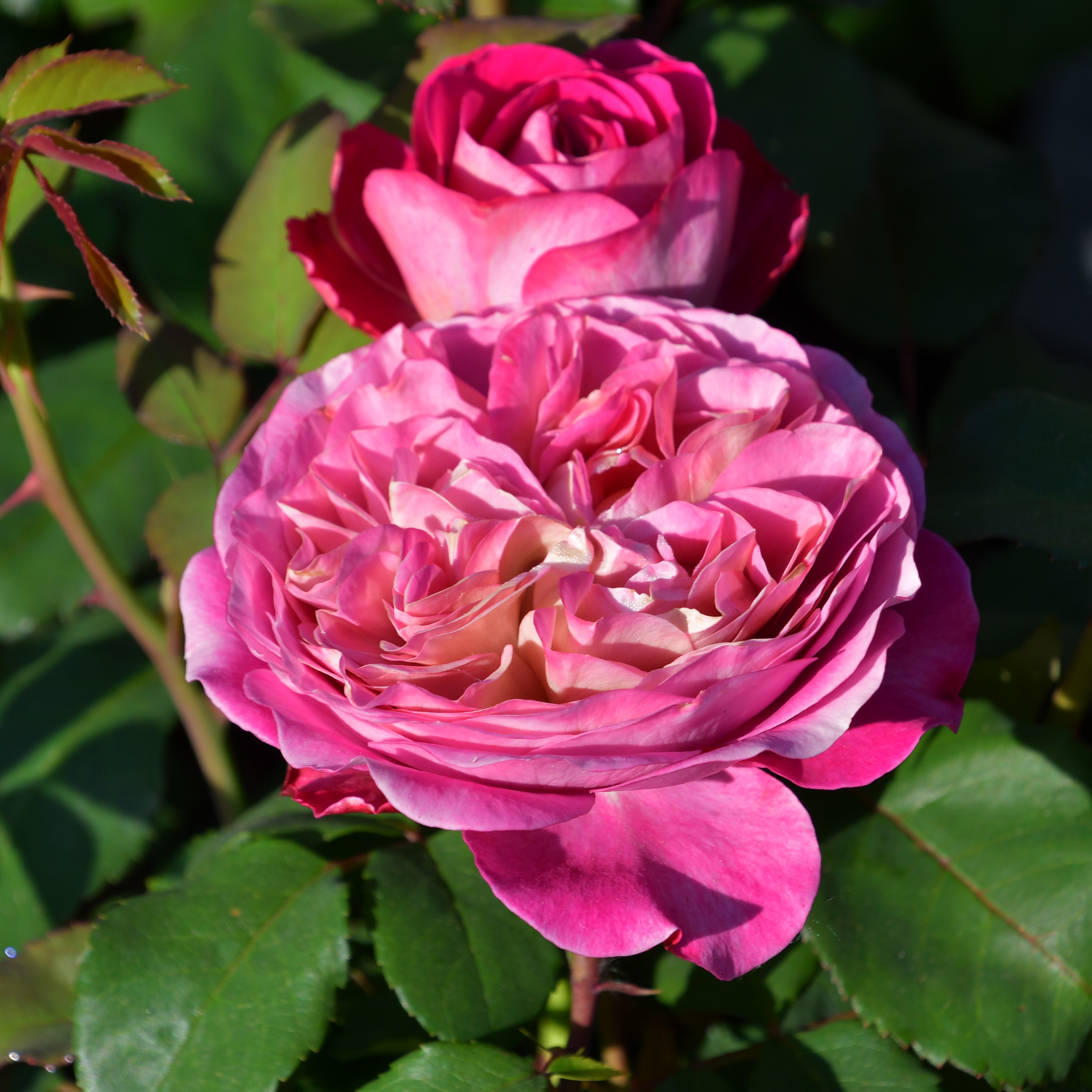 Centenaire de l`Hay-les-Roses