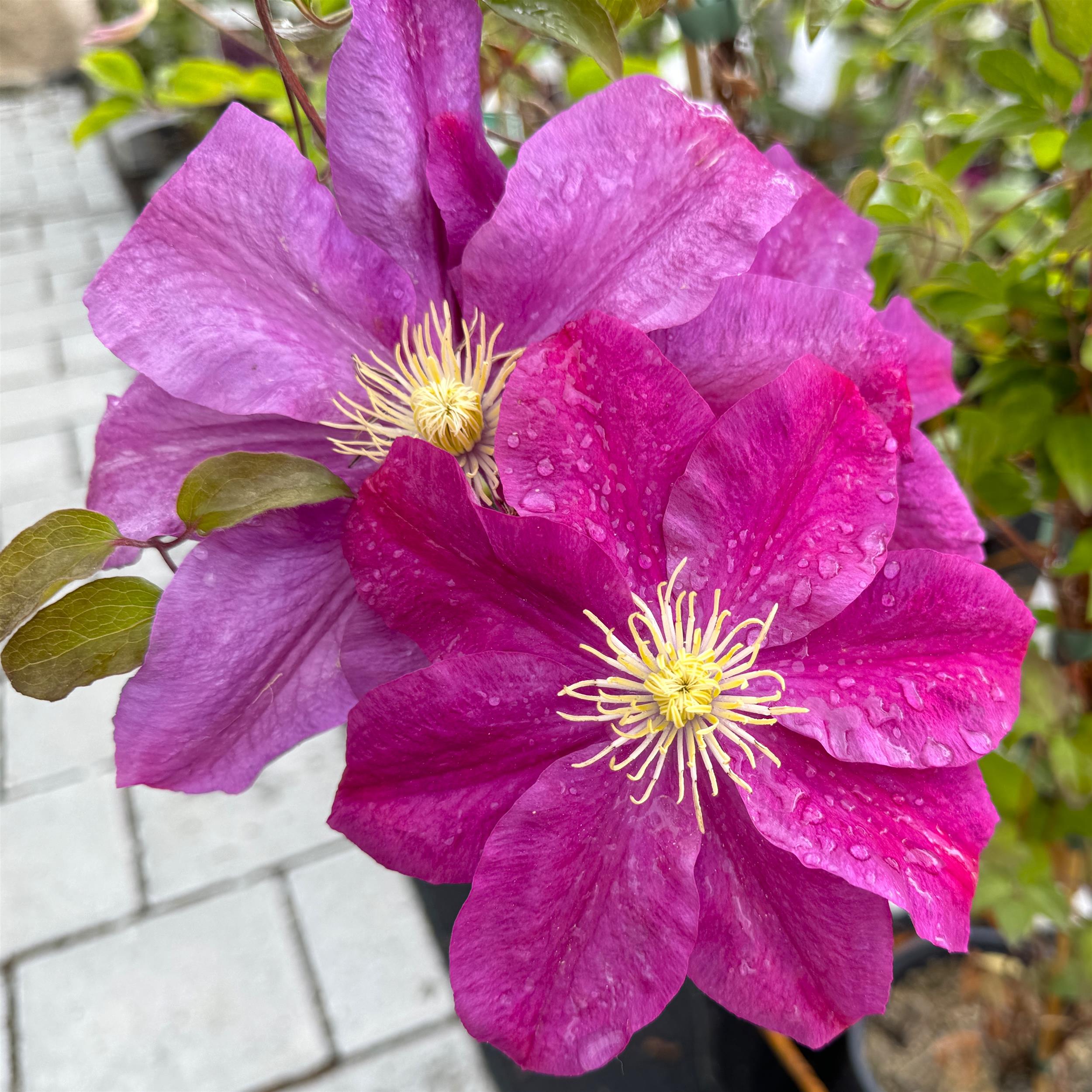 Clematis hyb. `Sunset`