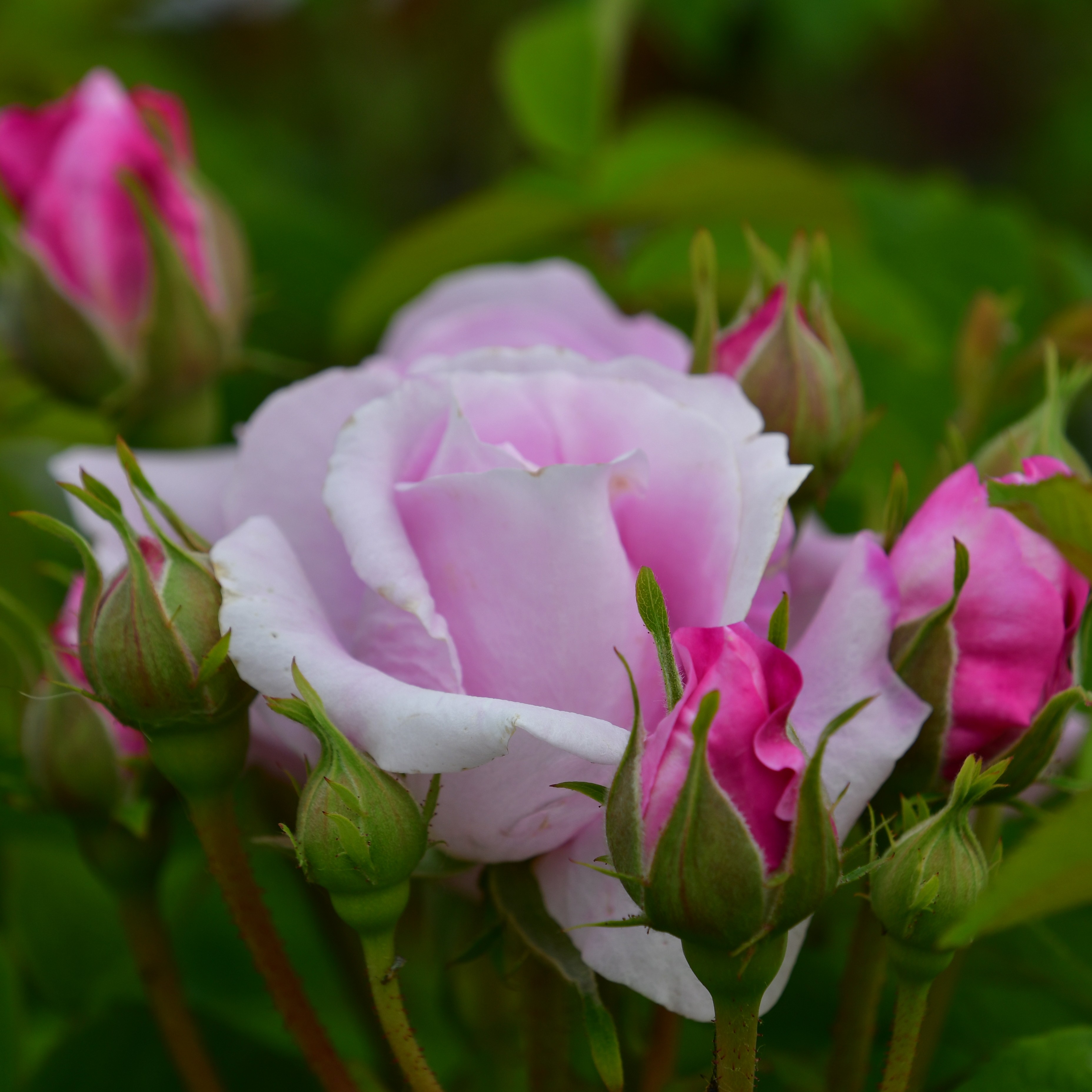 Ispahan / Pompon des Princes