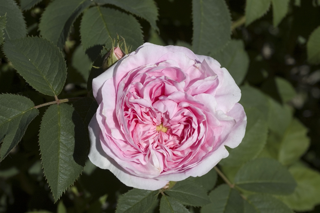 Königin von Dänemark