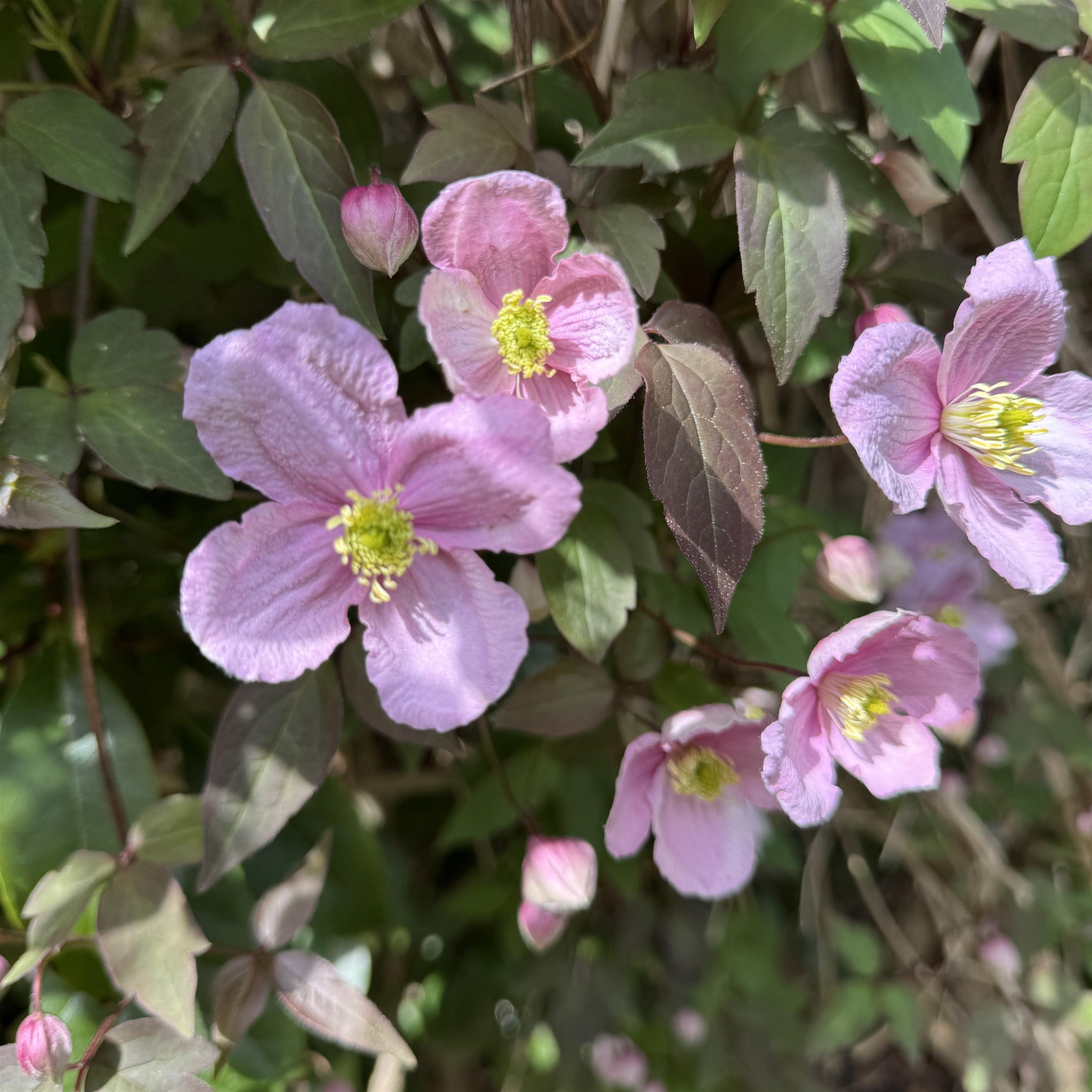 Clematis montana ´Rubens`