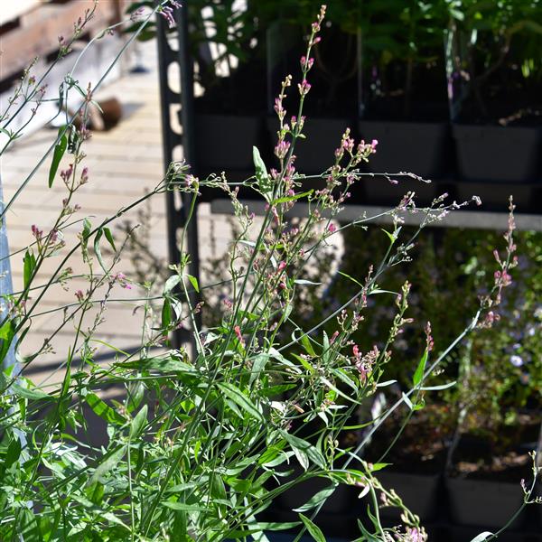 Agastache rupestris 'Pink Sunrise' 1L