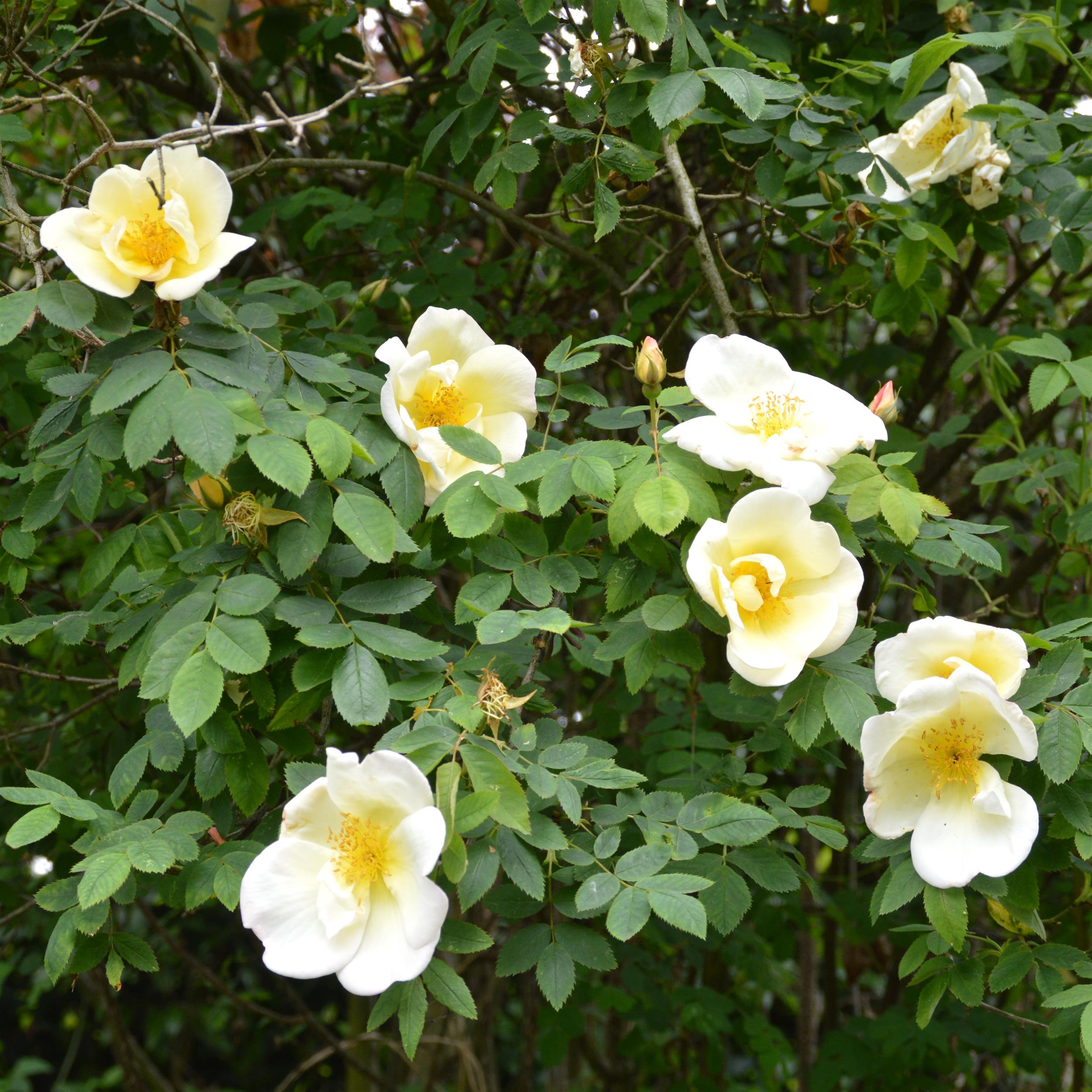 Frühlingsgold