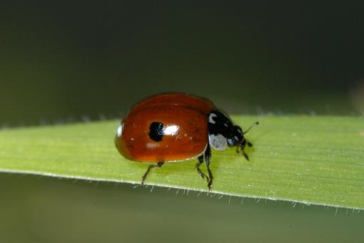 30 Marienkäfer Adalia bipunctata Larven  für 10m²