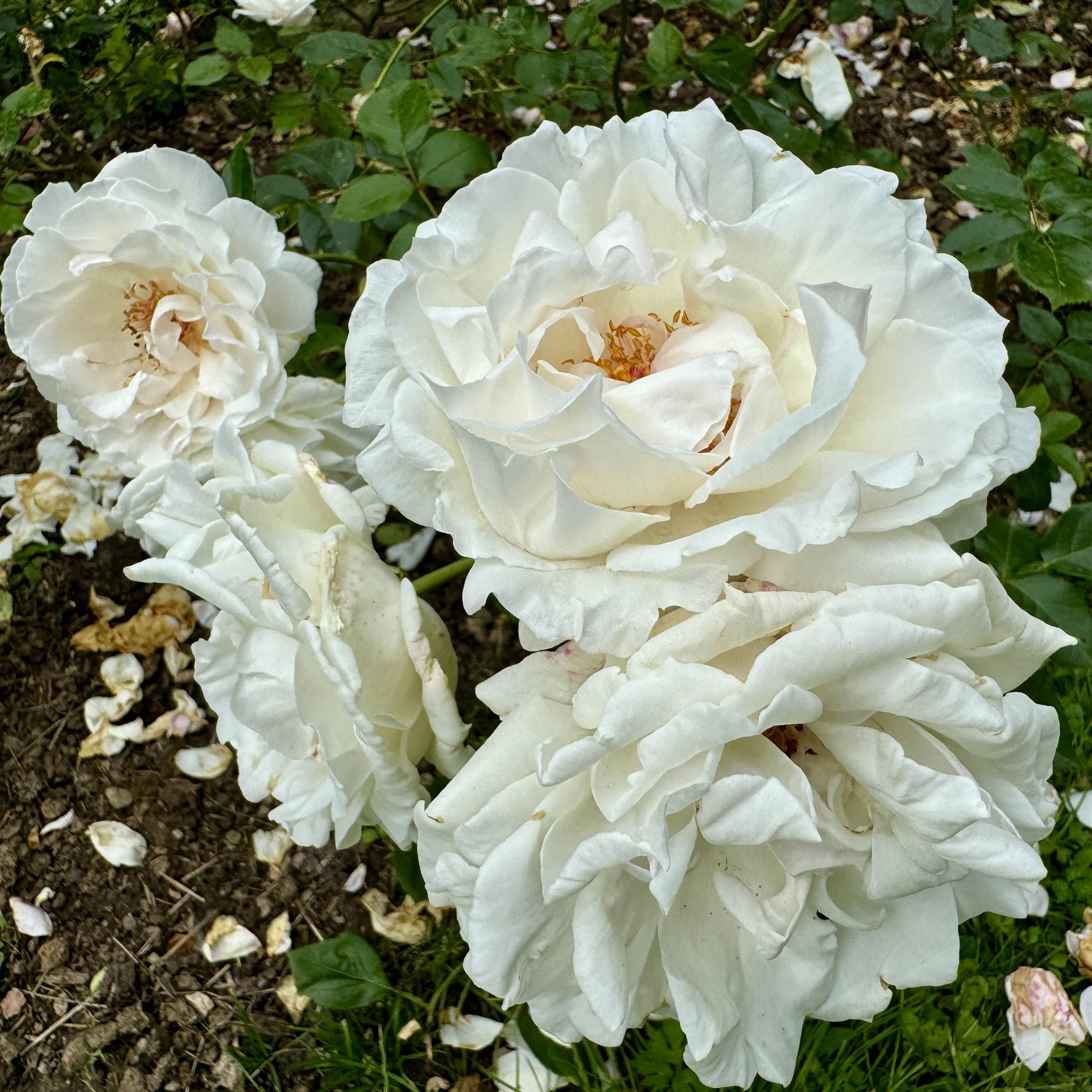 Miss Elizabeth Bennet