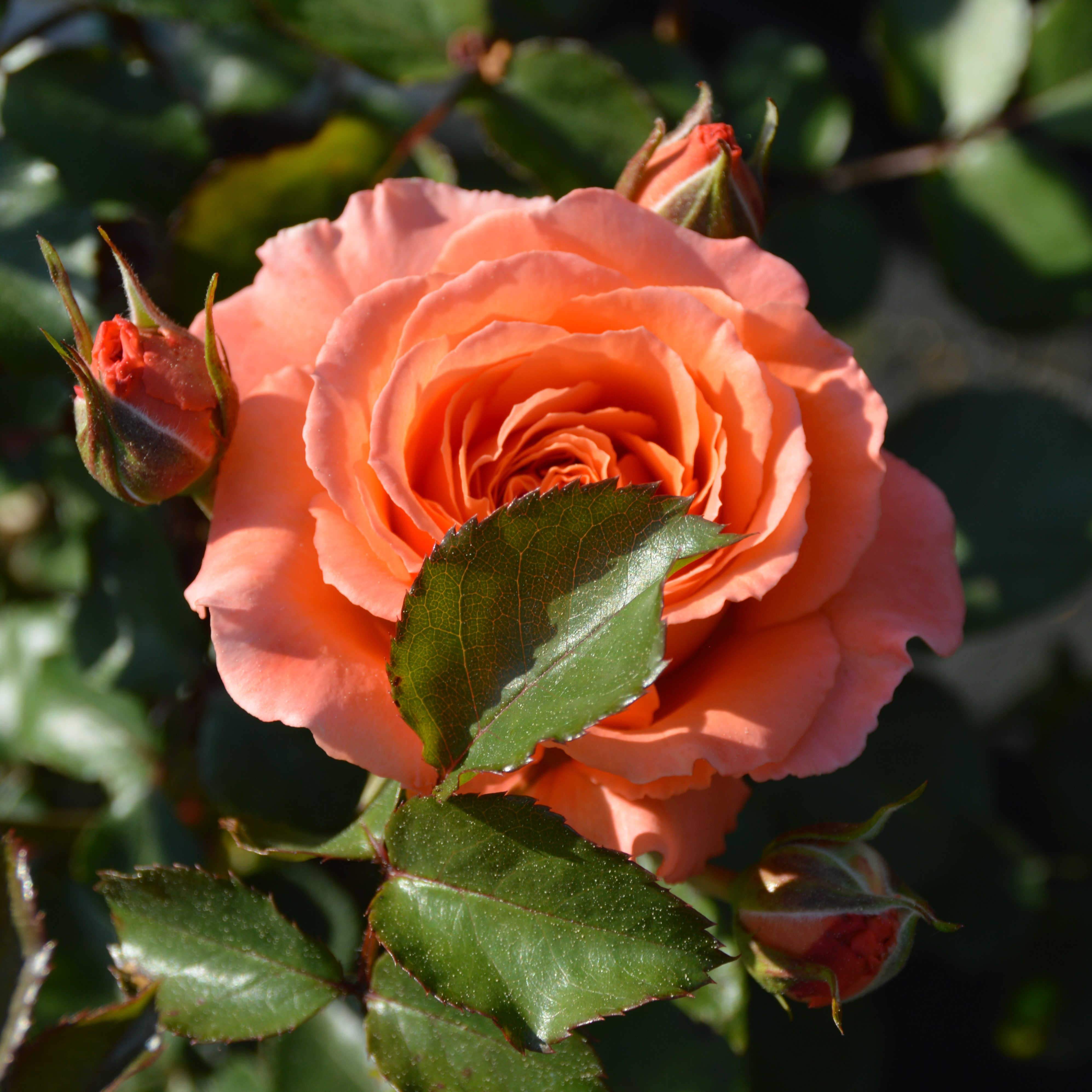 Orange Meilove - Stammrose 90 cm