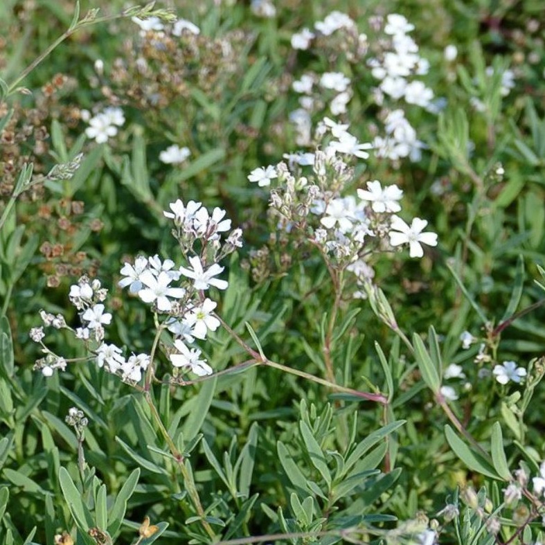 Gypsophila repens 0,5L