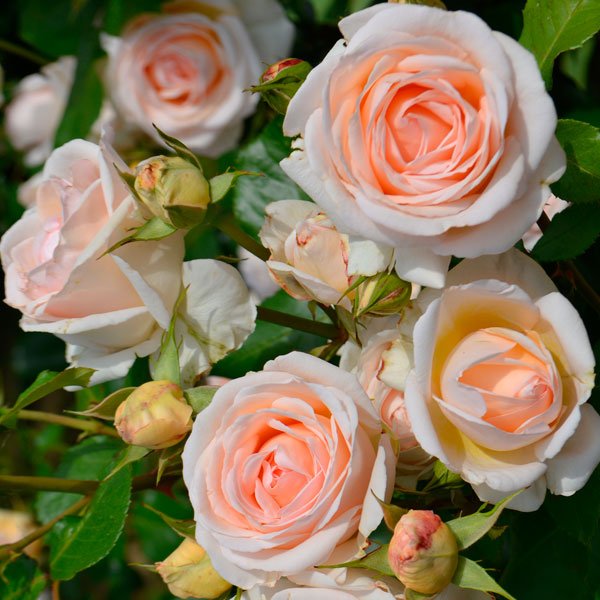 Rosenkavalier Kleiber