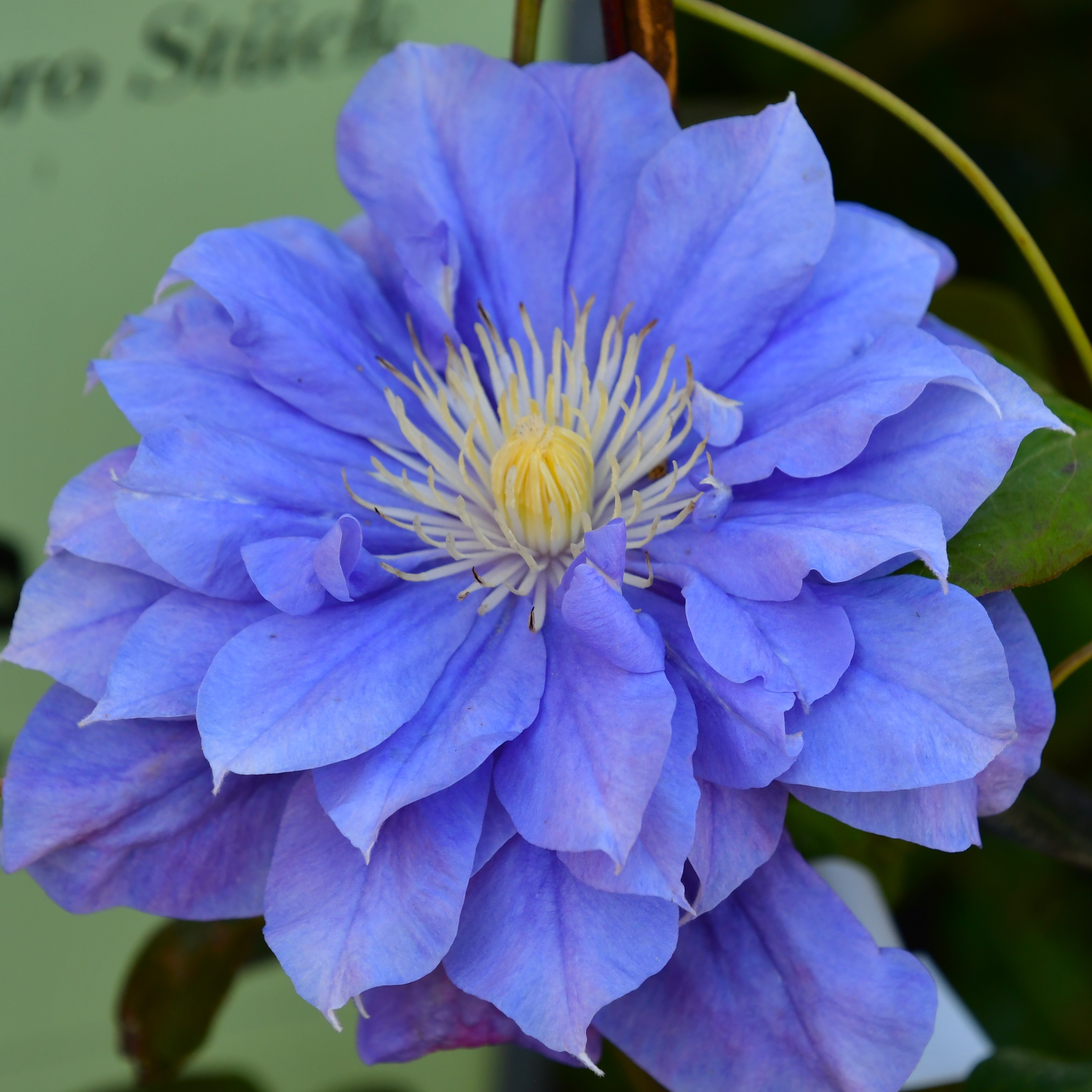 Clematis hyb. Kiri Te Kanawa