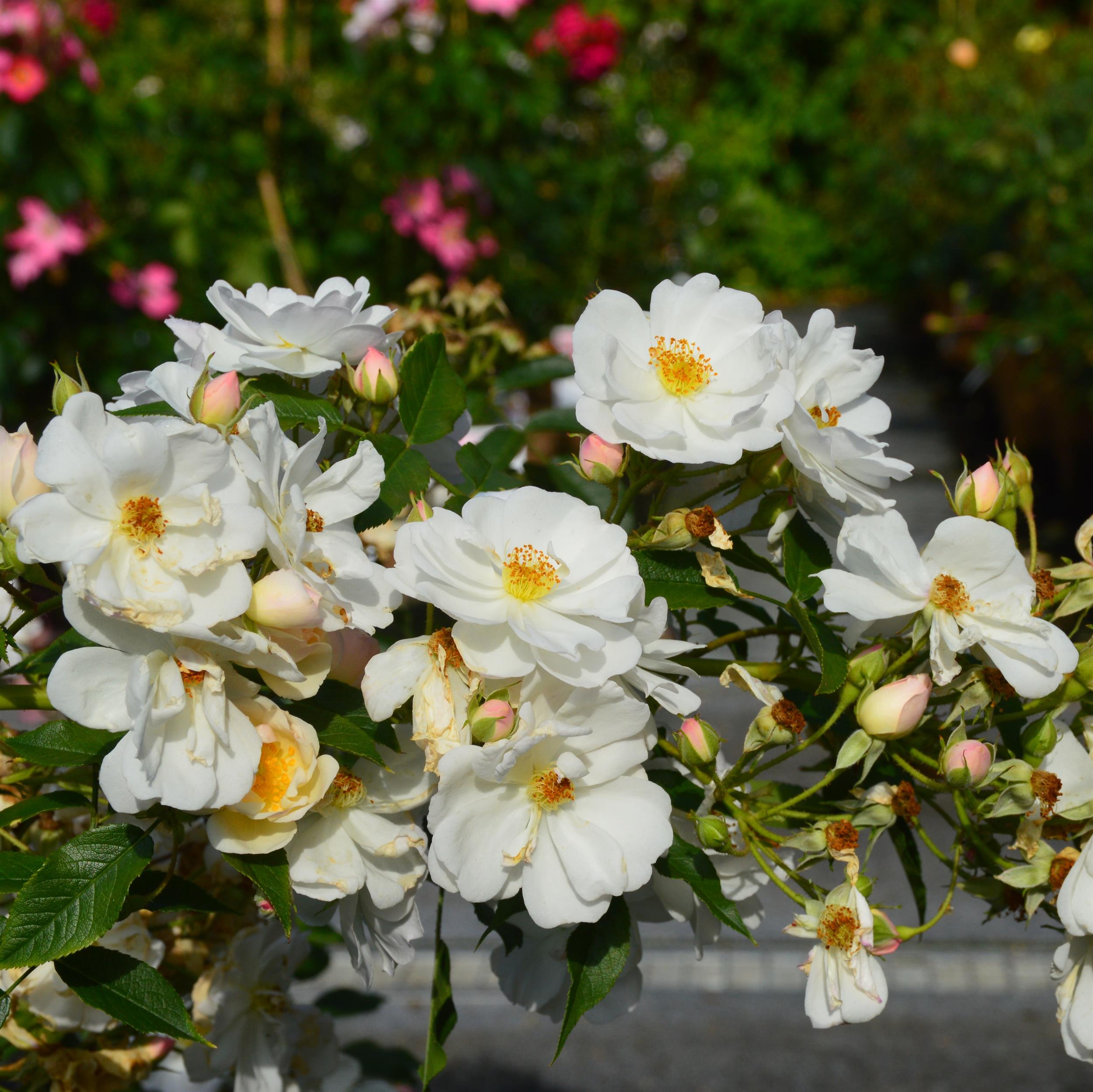 Penelope Hobhouse - Stammrose 110 cm