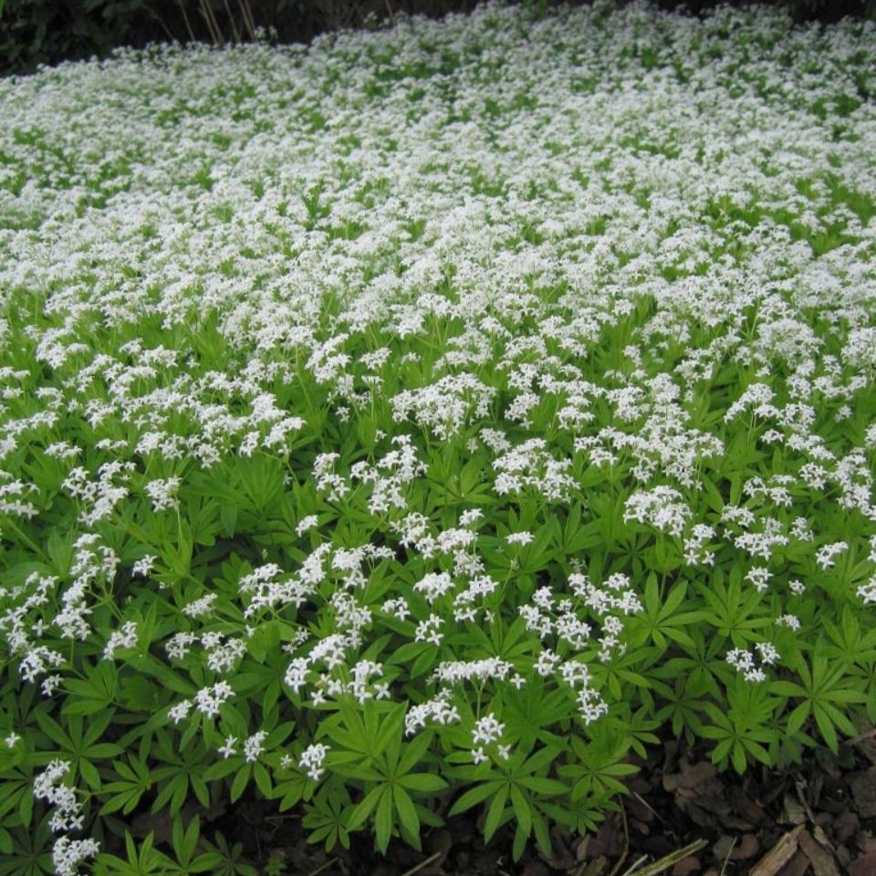 Galium odoratum Echter Waldmeister 1L