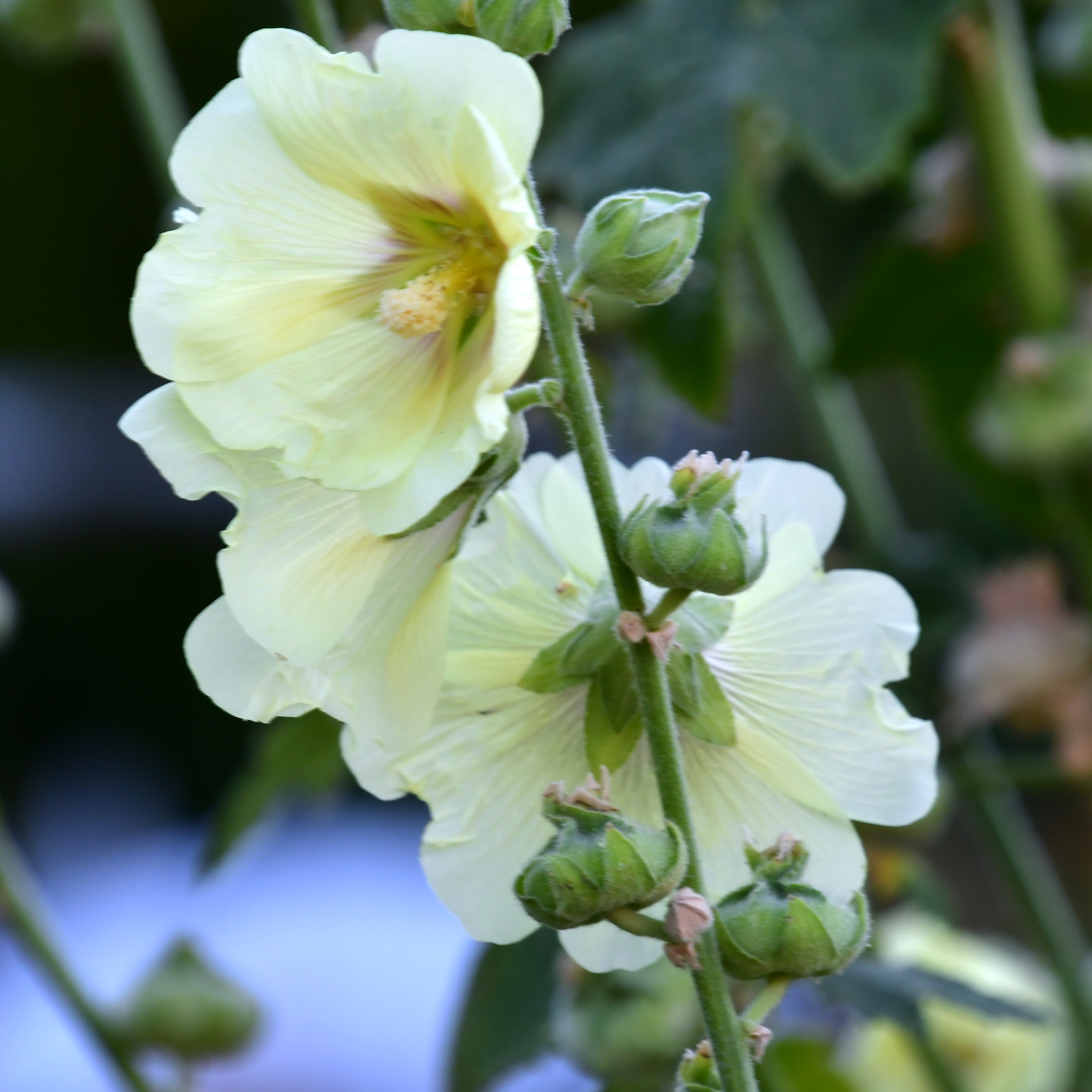 Alcea rosea Spotlight 'Polarstar' P1 Max