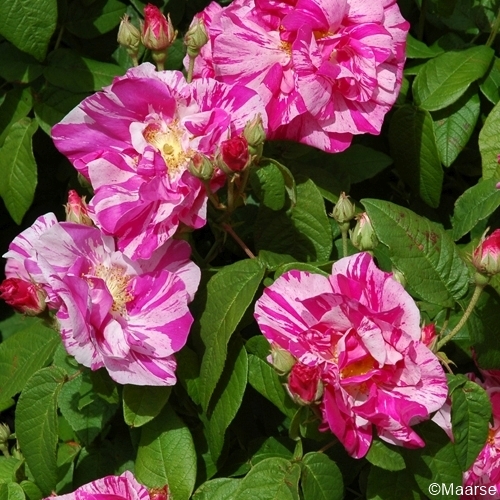 Rosa mundi (gallica versicolor)