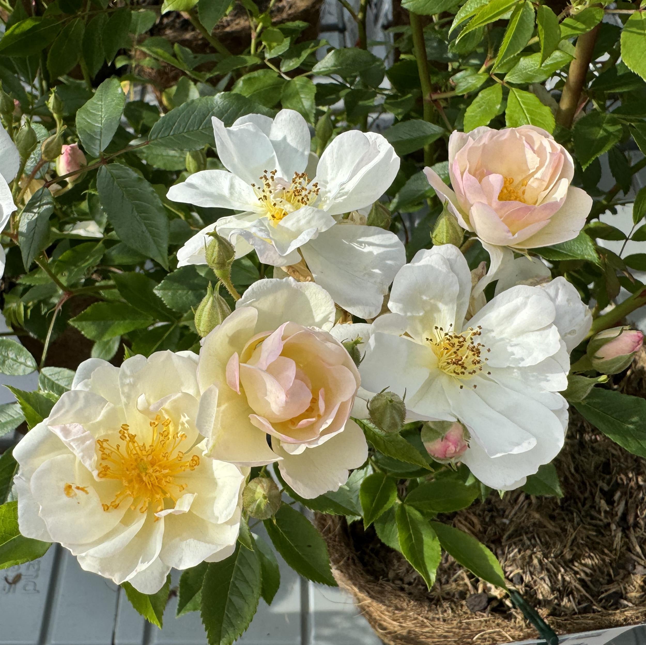 Penelope Hobhouse - Stammrose 110 cm