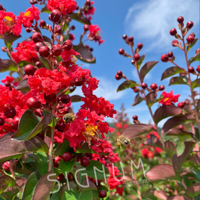 Lagerstroemia Dynamite 5L