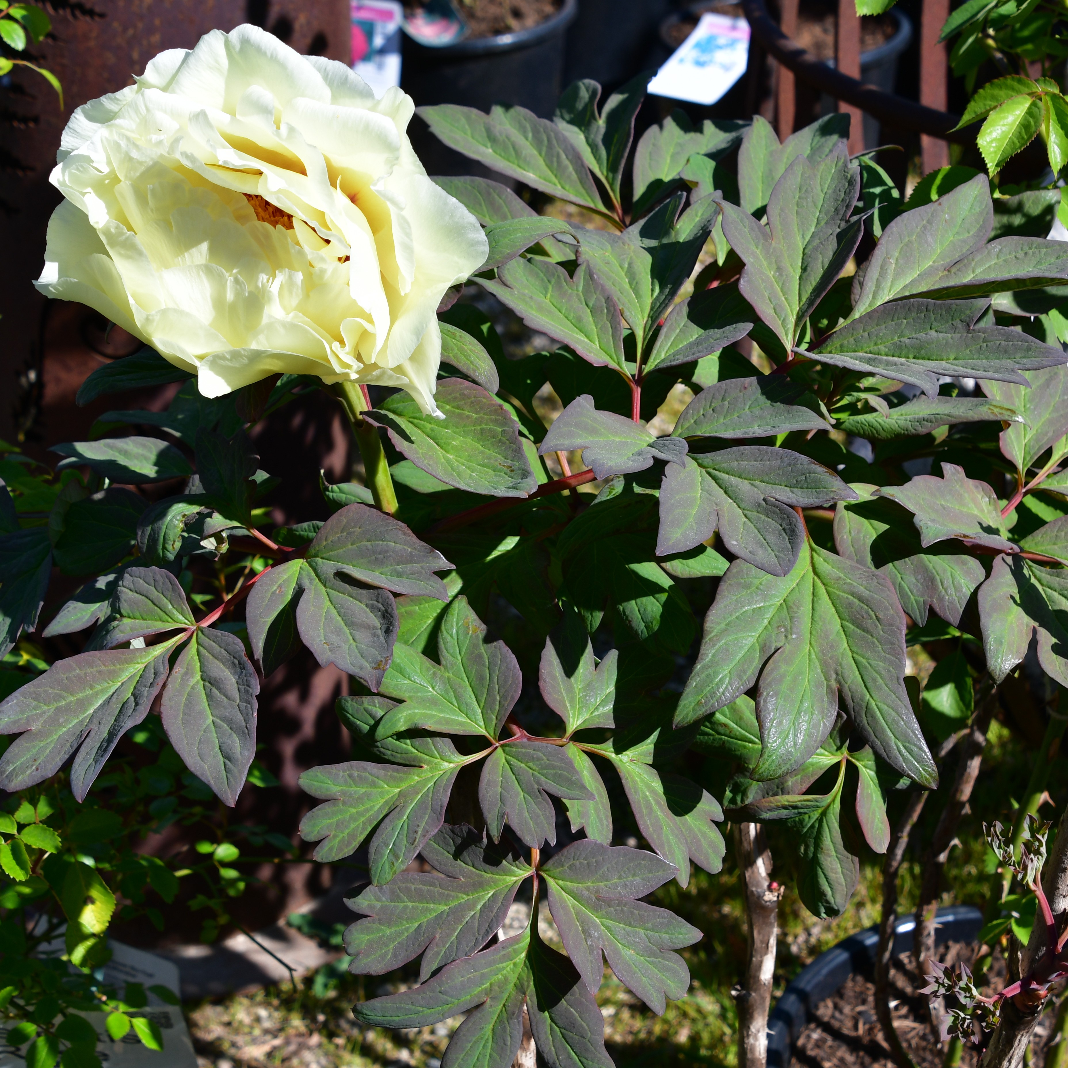 Paeonia suffruticosa Hai Huang