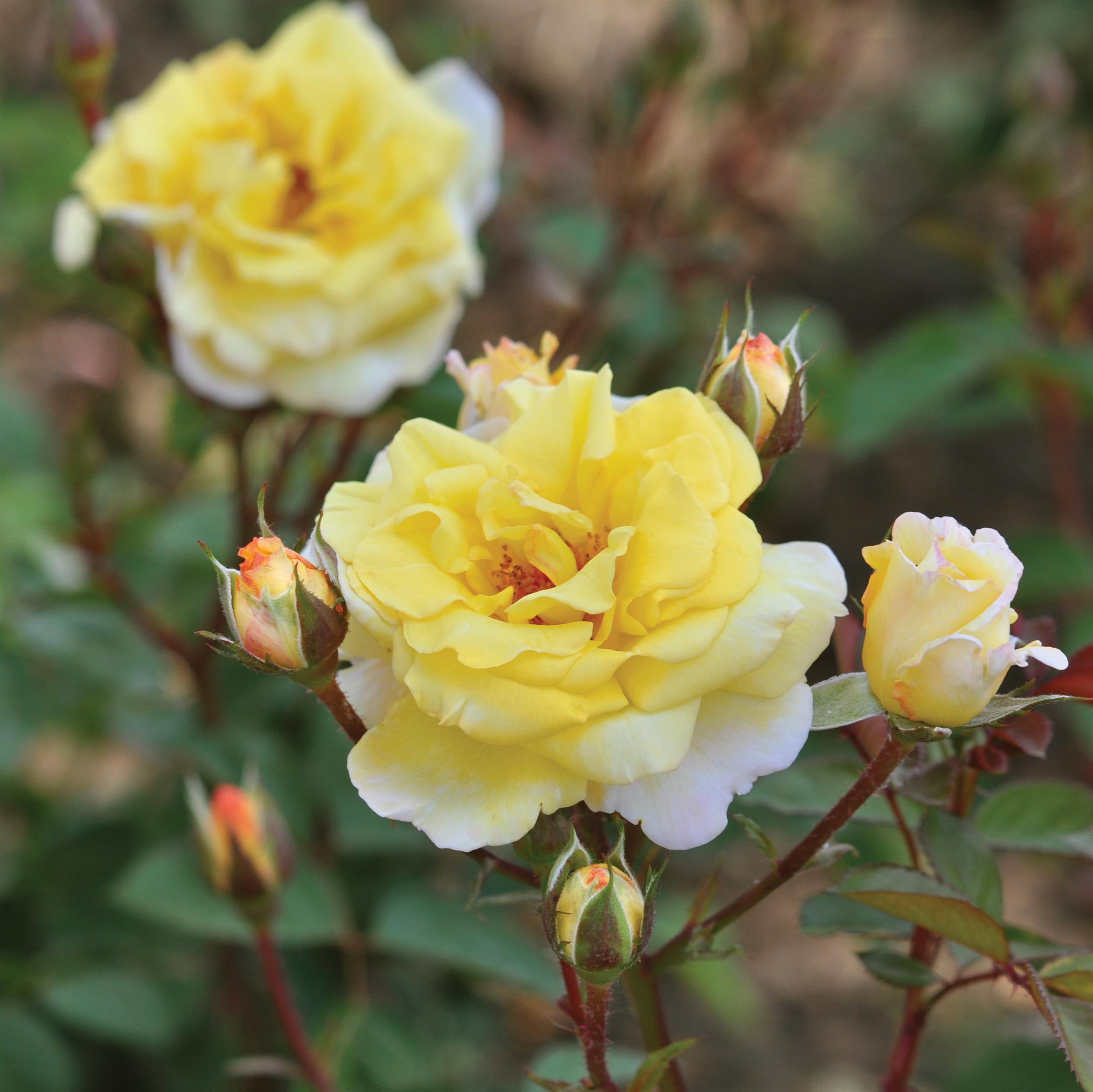 Nadia Zerouali Essbare Rose