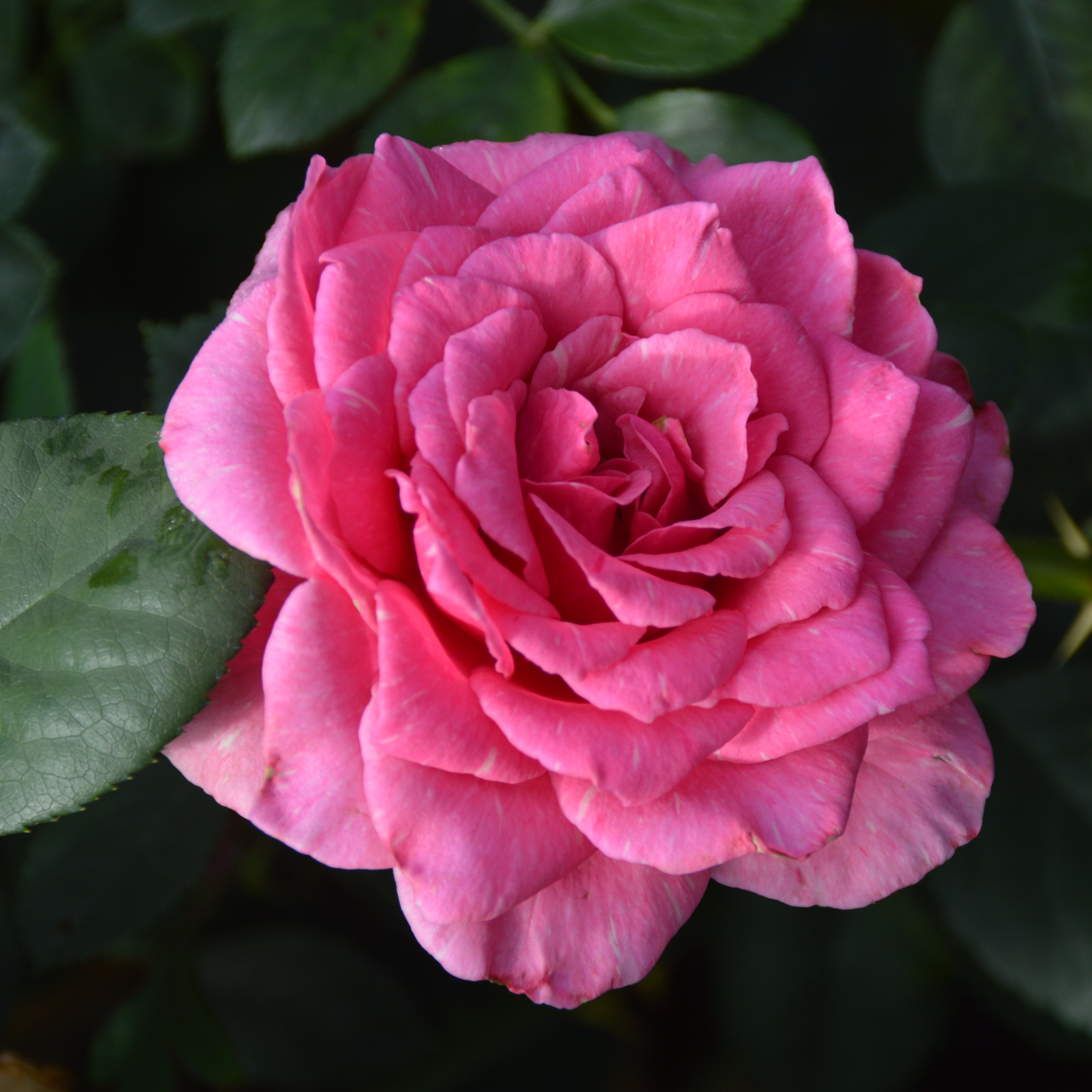 Rajah´s Rose