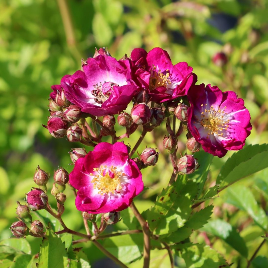 Perennial Blue - Stammrose 110 cm